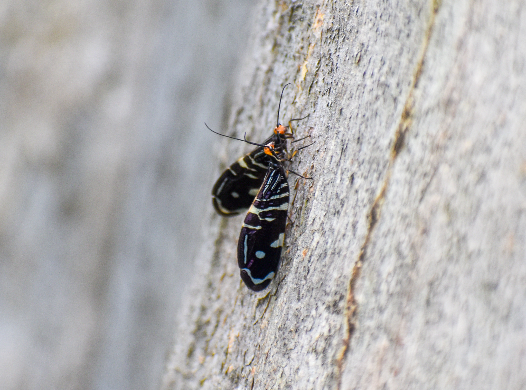Pied Lacewings, Porismus strigatus