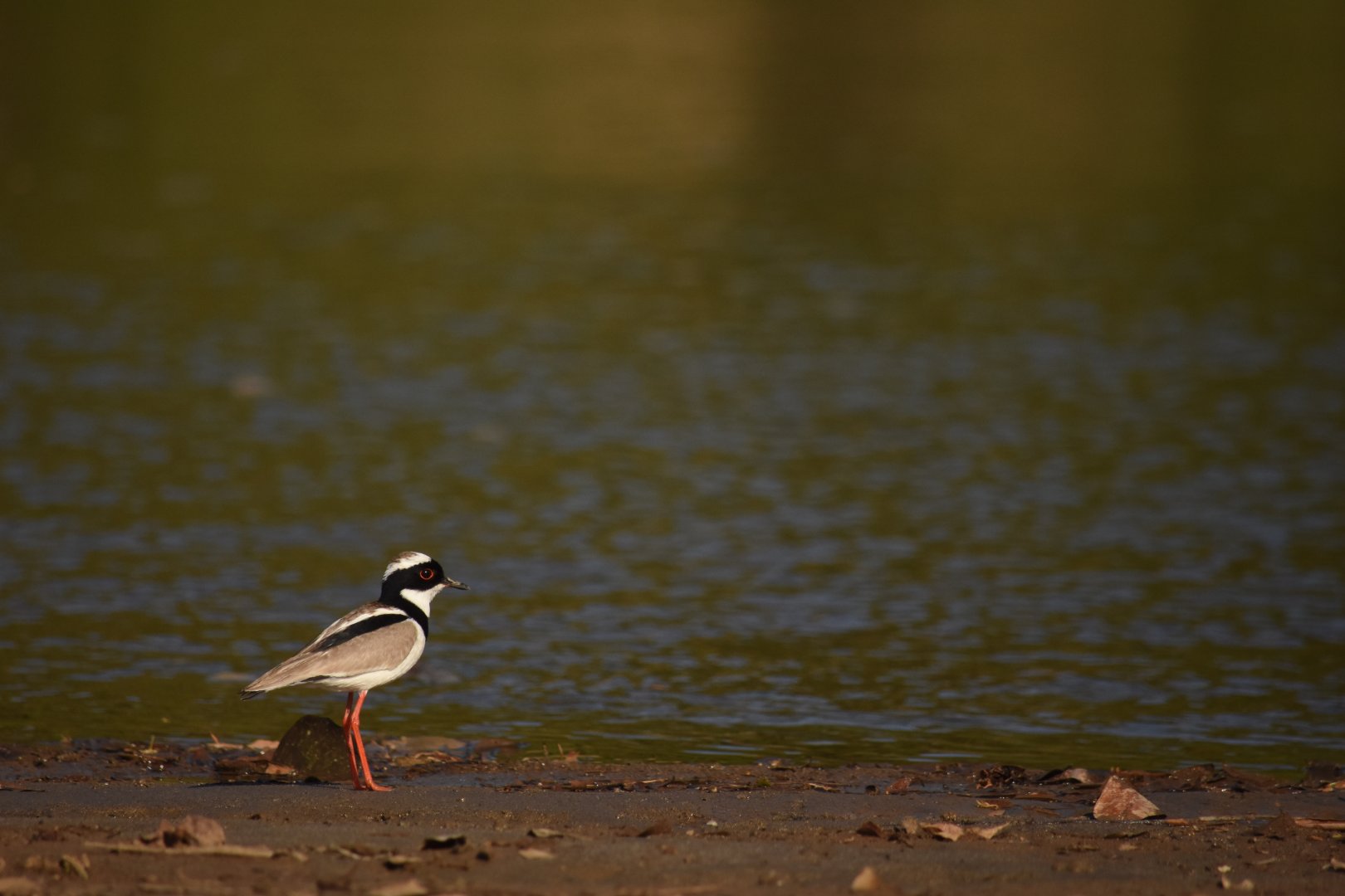 Pied lapwing (Vanellus cayanus)