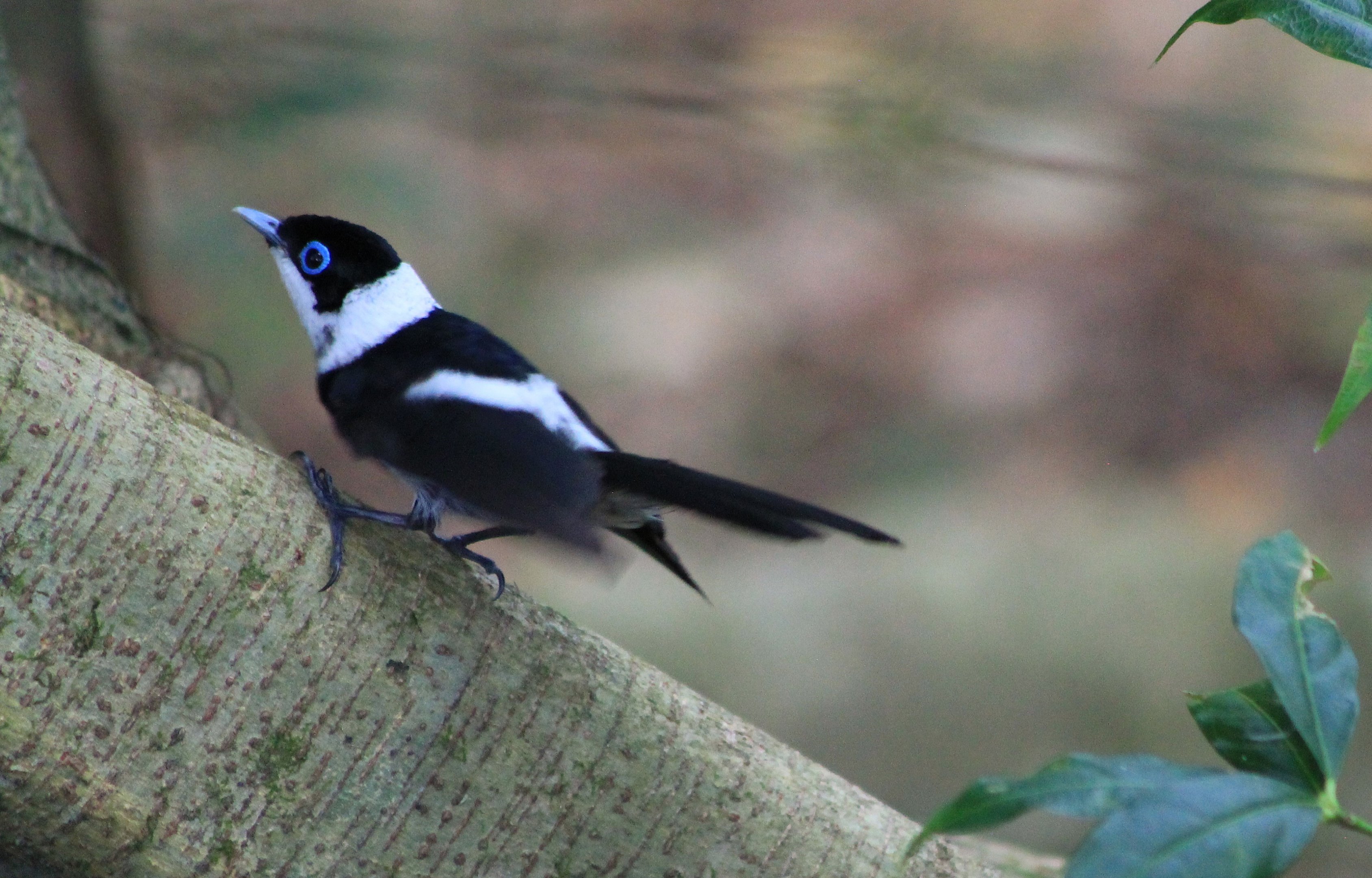 Pied Monarch (Arses kaupi)