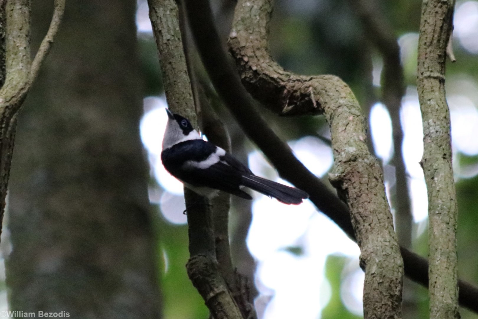 Pied Monarch - Kingfisher Park