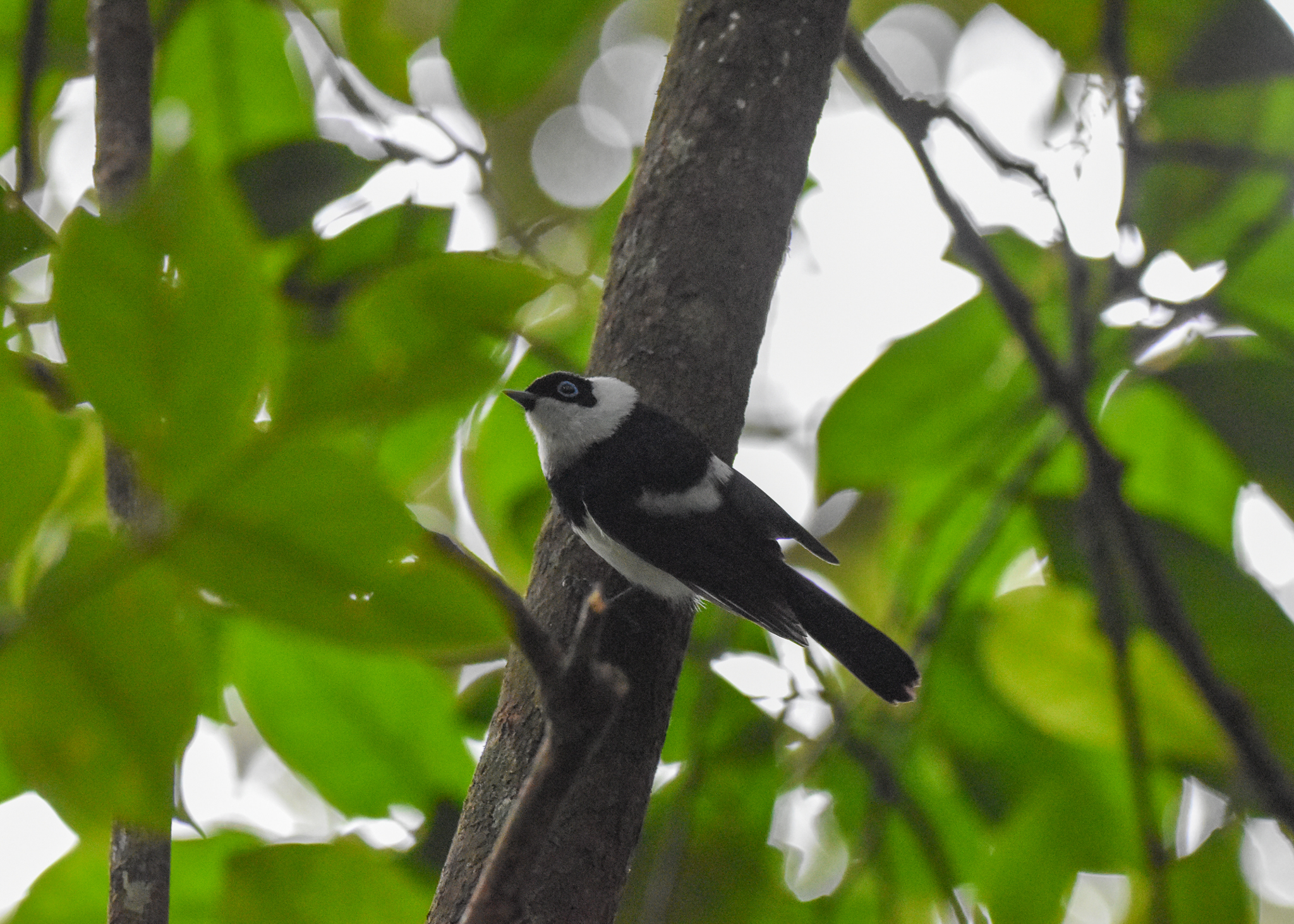 Pied Monarch