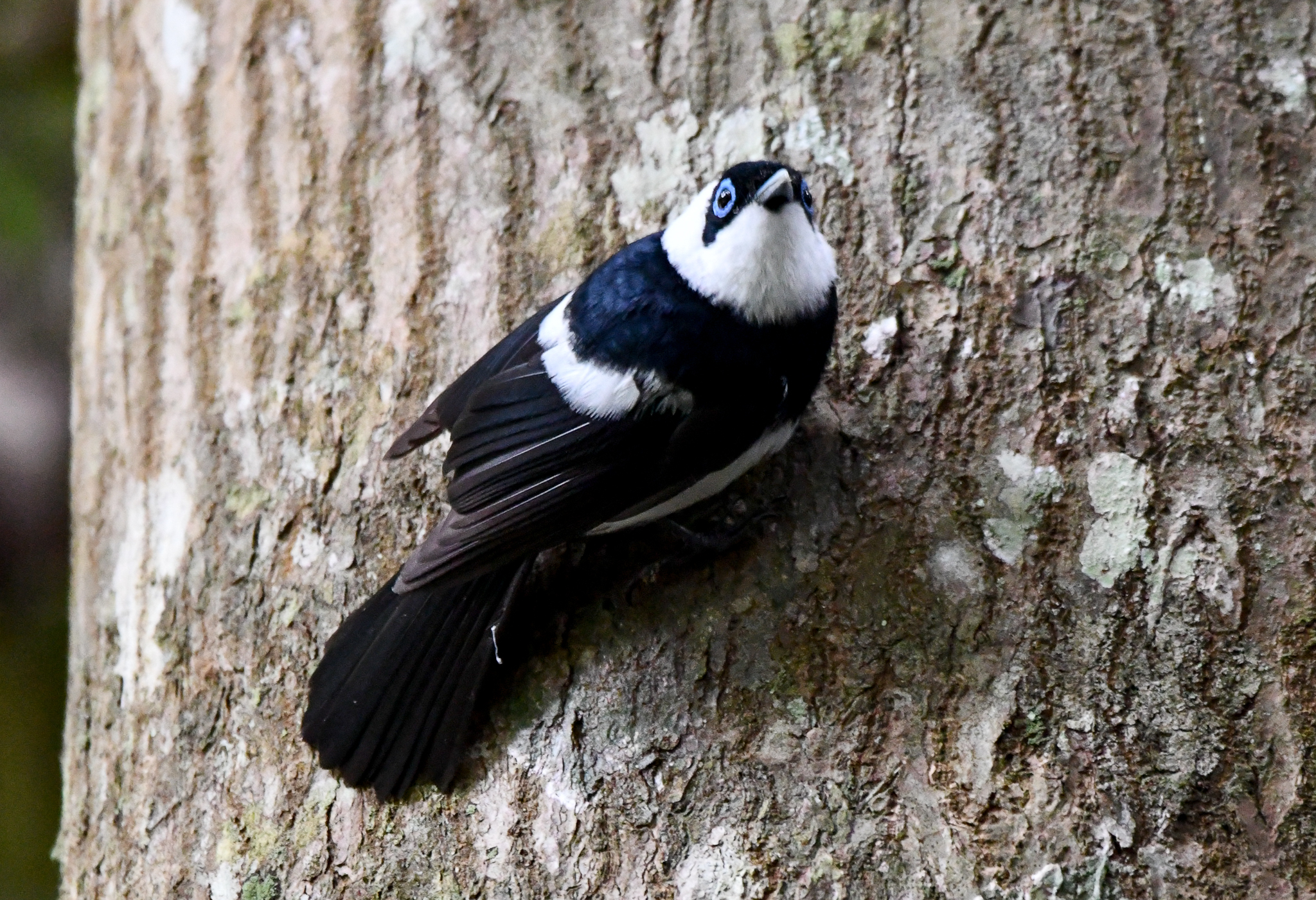 Pied Monarch