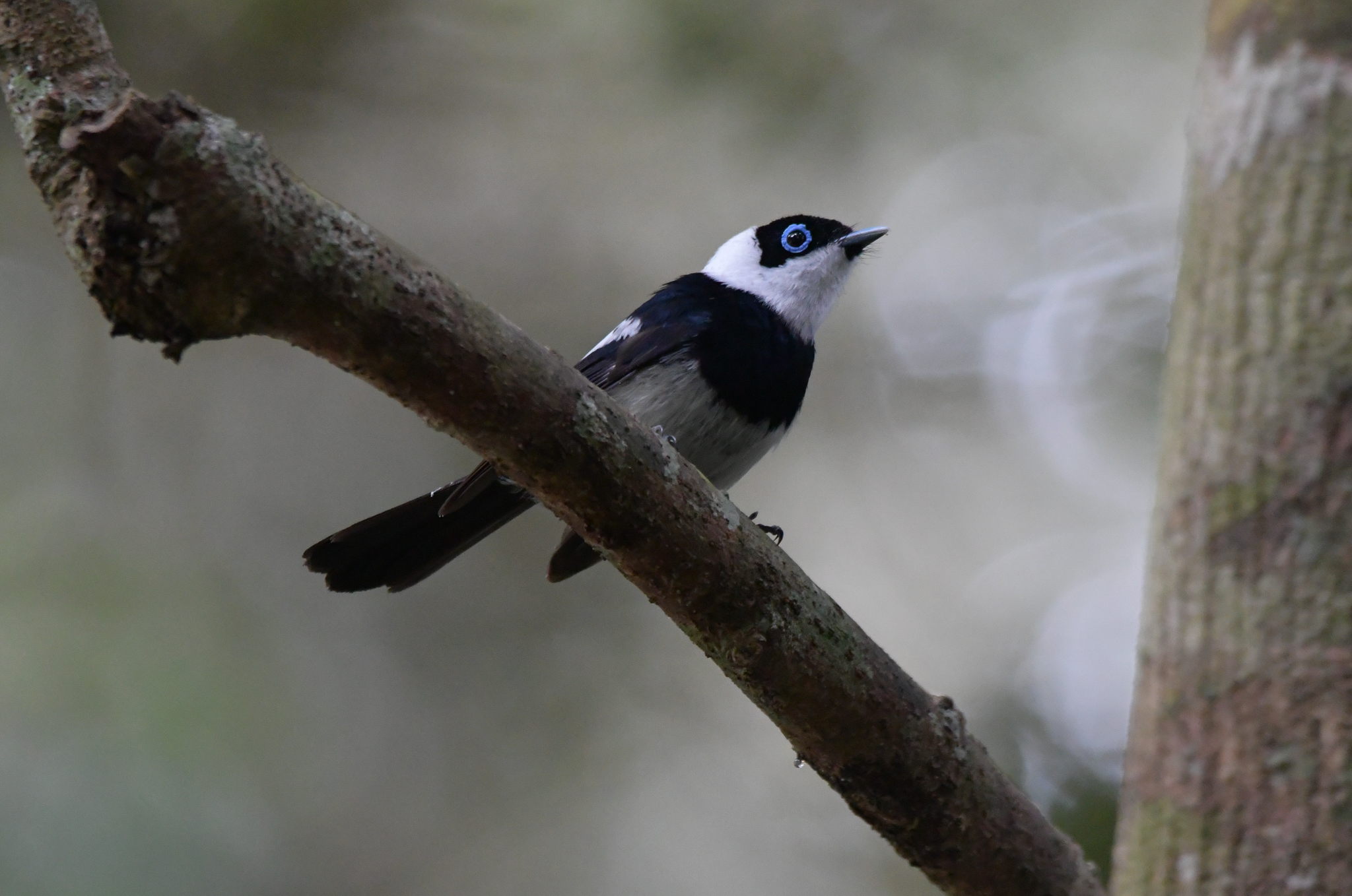 Pied Monarch