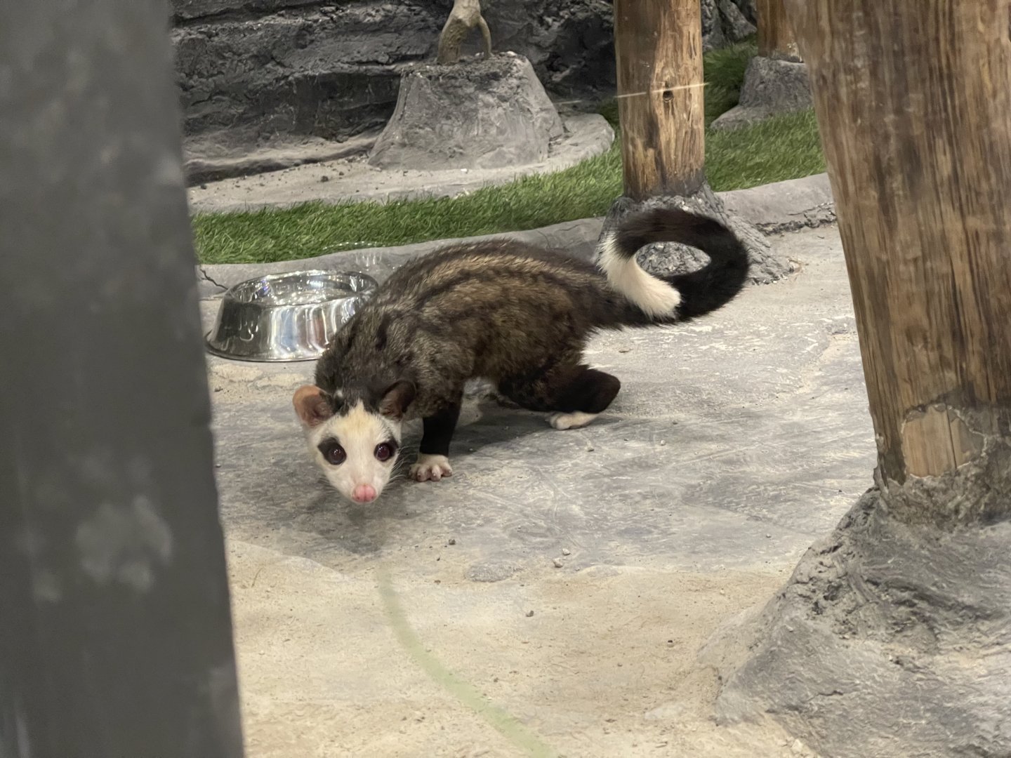 pied-morphed common palm civet (paradoxurus hermaphroditus)