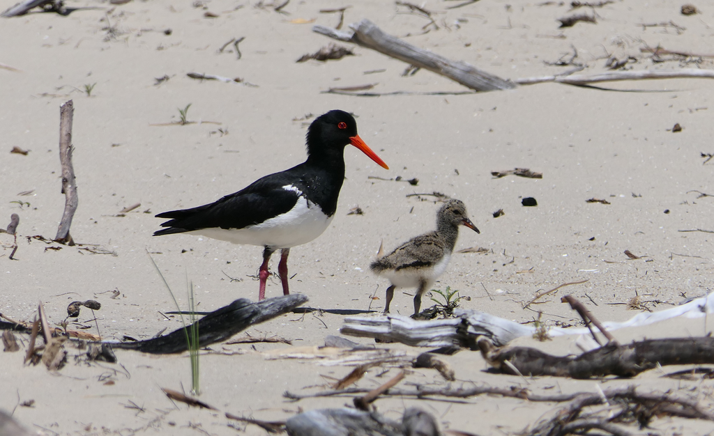 Pied Oystercatcher and chick