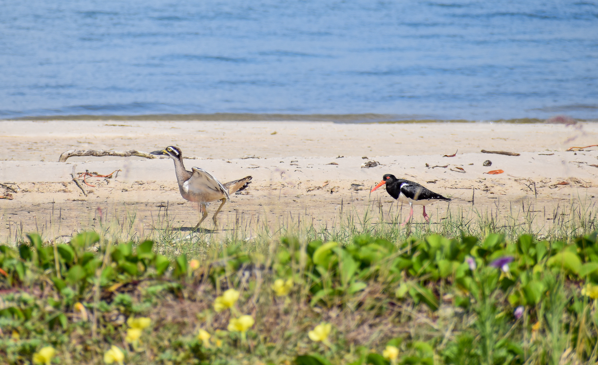 Pied Oystercatcher chasing Beach Stone-Curlew