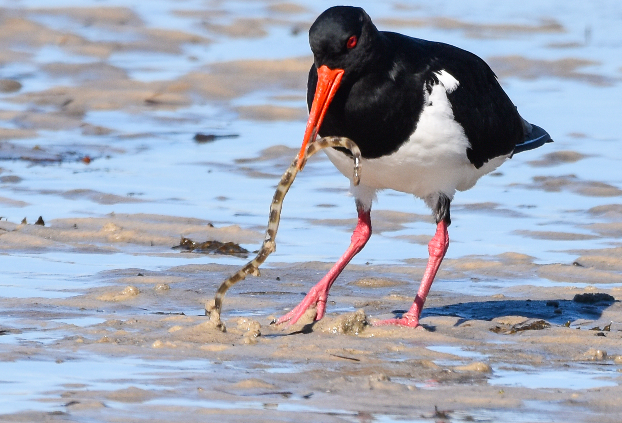 Pied Oystercatcher with Halfband Snake Eel