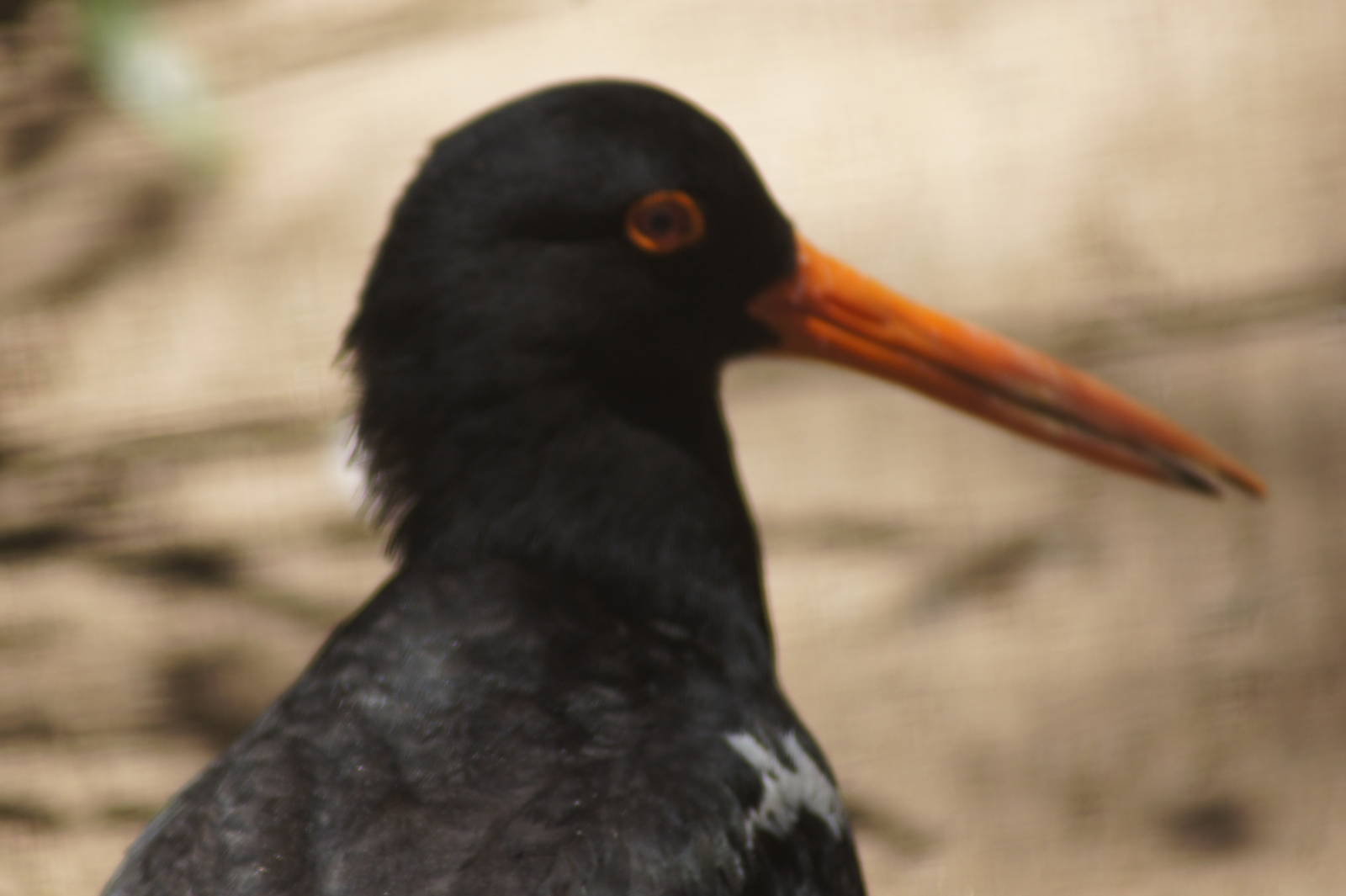 Pied oystercatcher