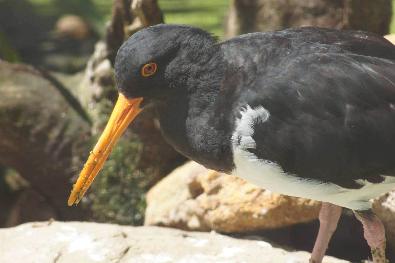 Pied oystercatcher