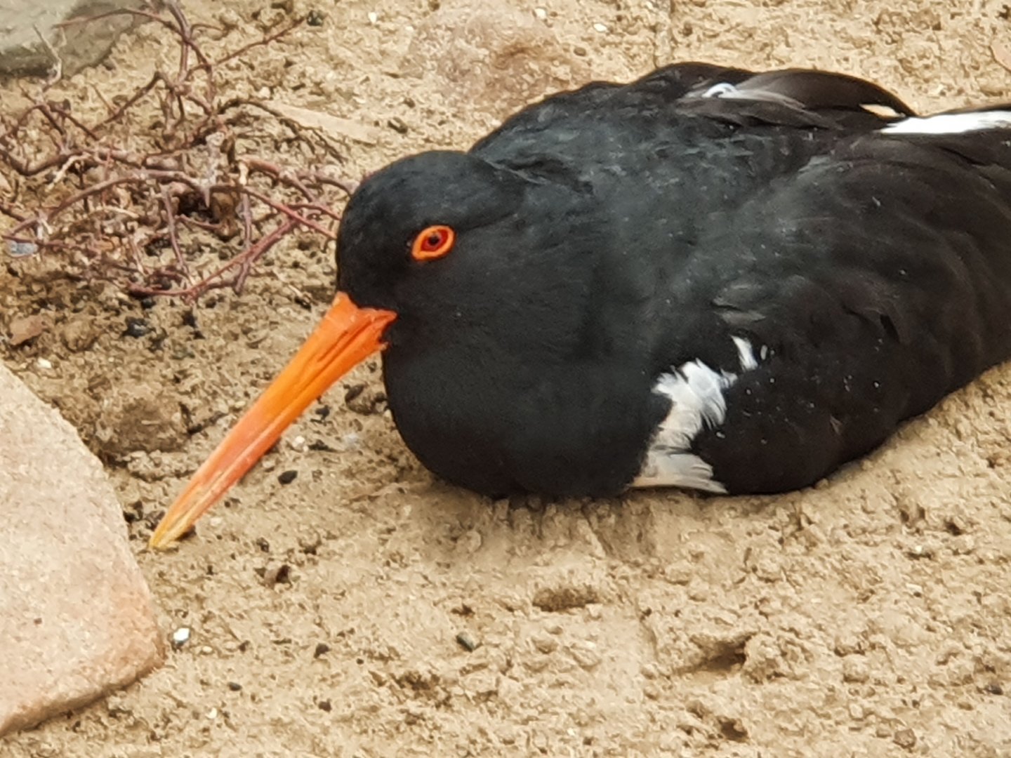 Pied Oystercatcher