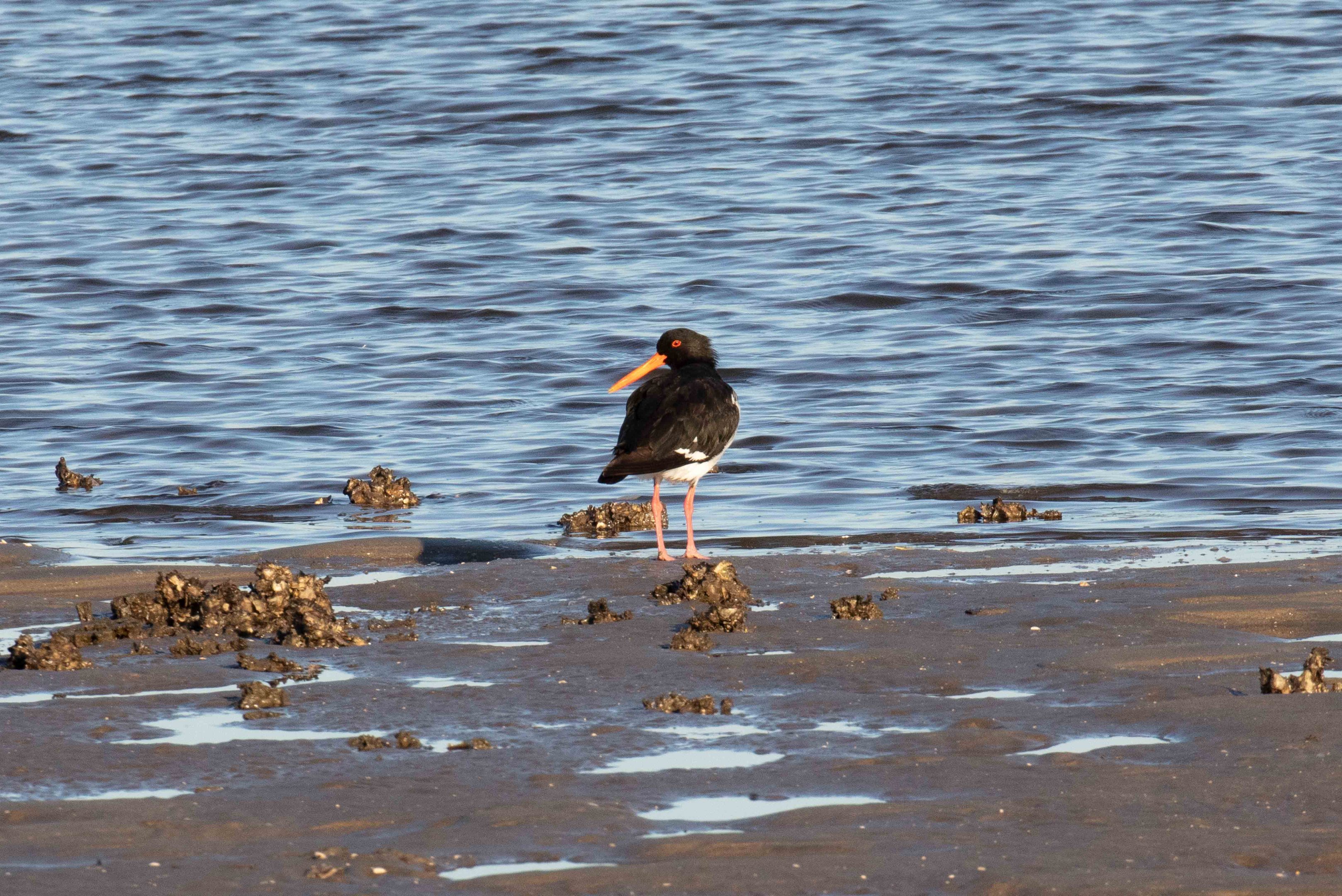 Pied Oystercatcher