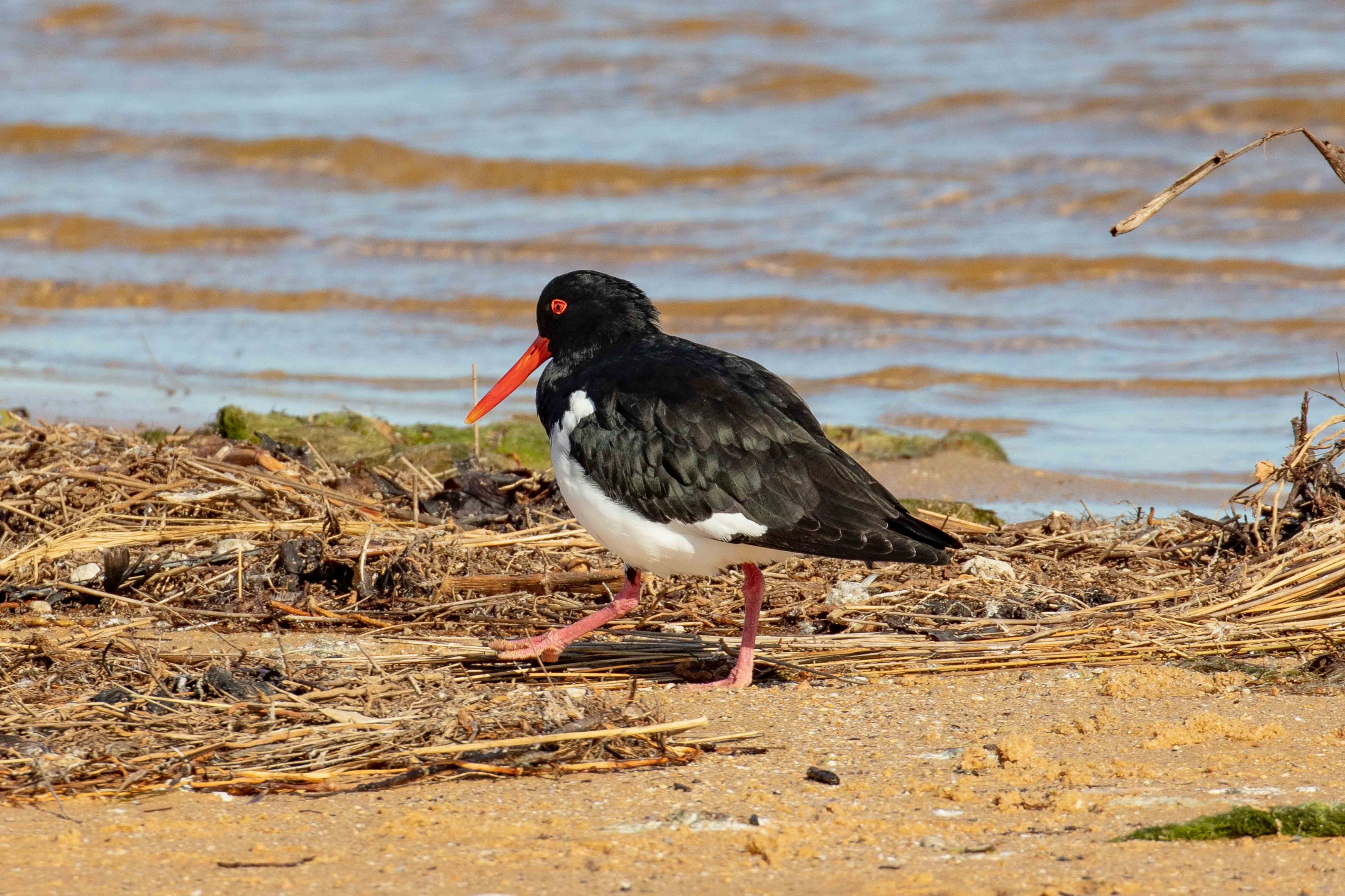 Pied Oystercatcher