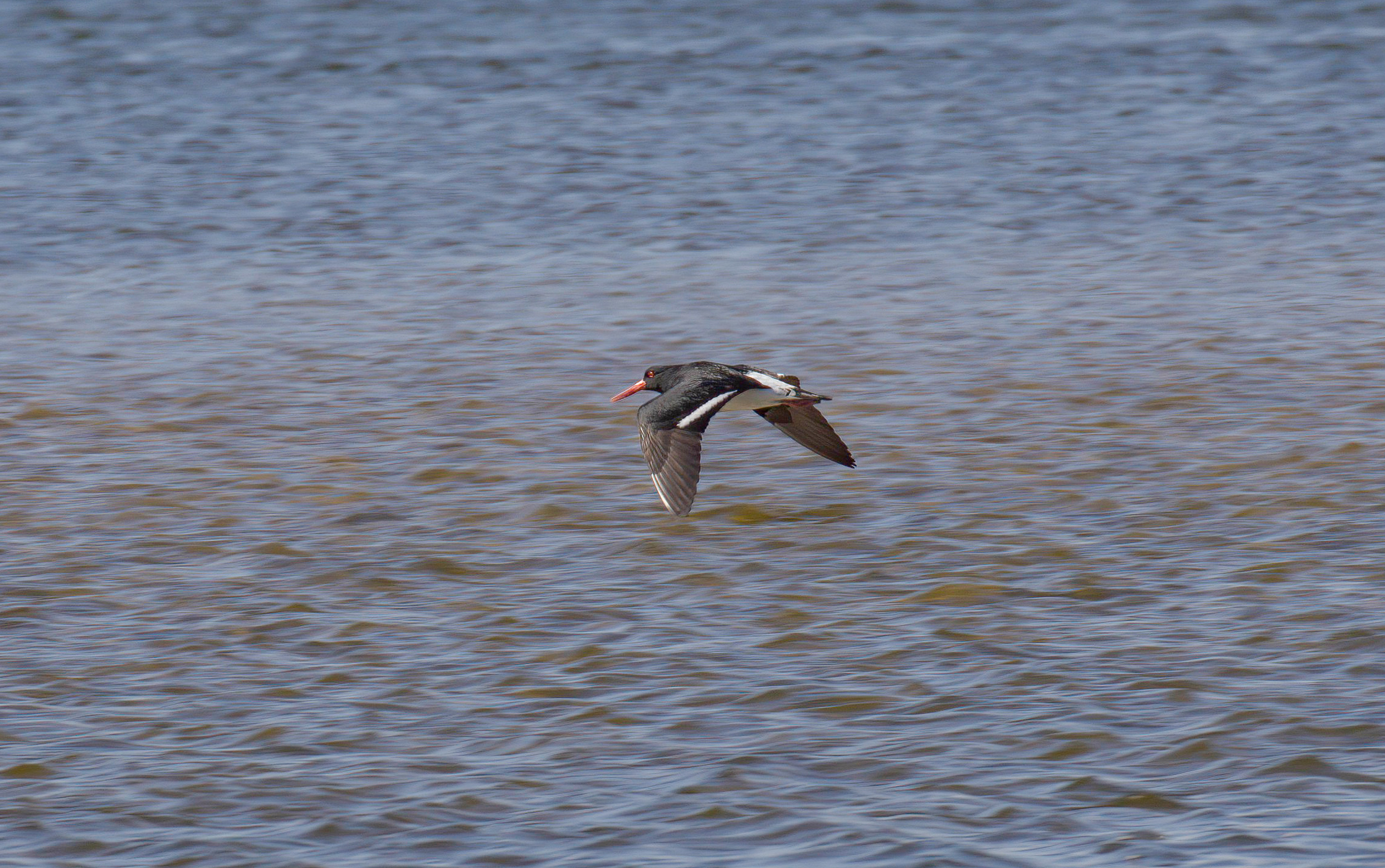Pied Oystercatcher