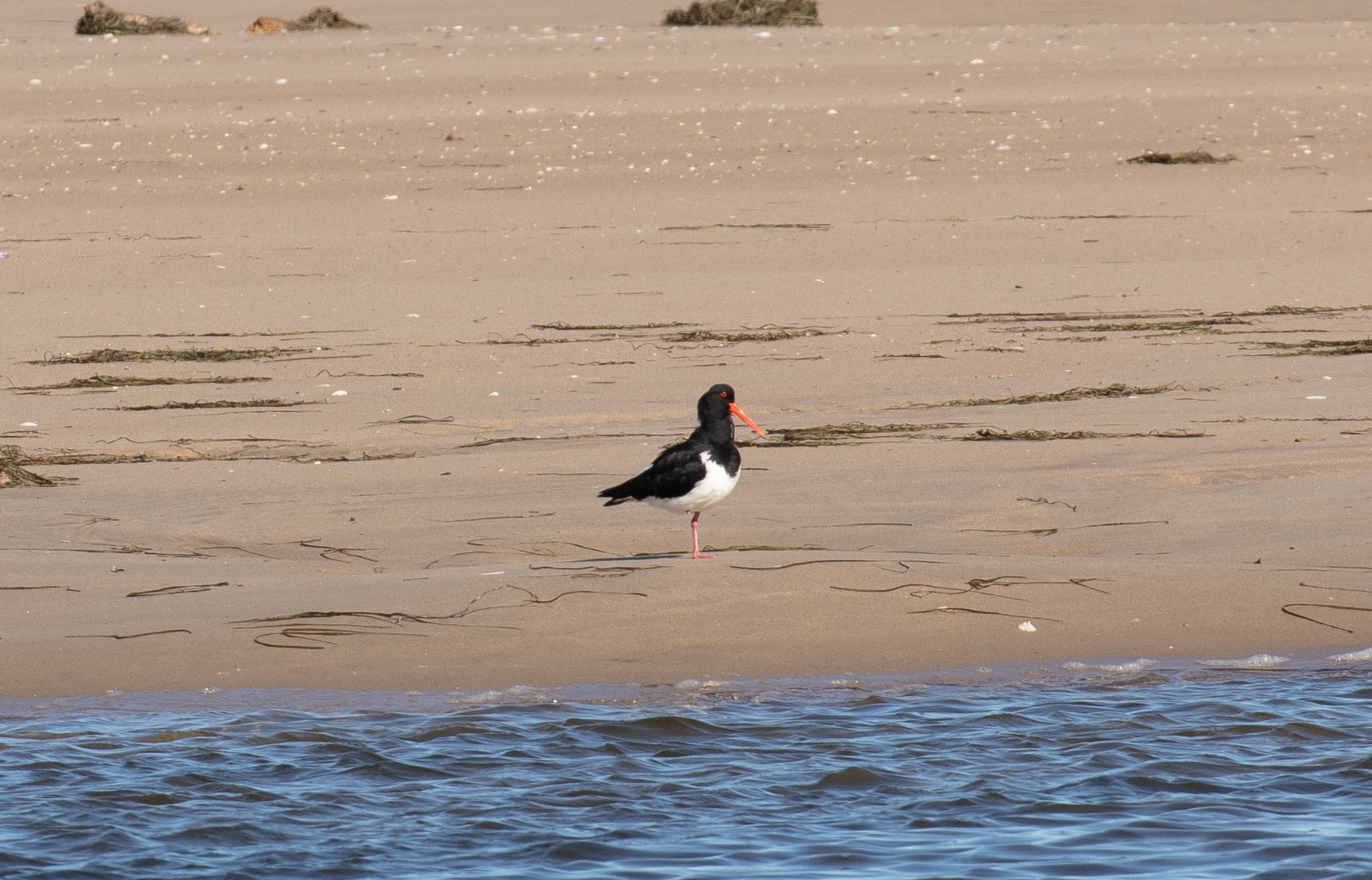 Pied Oystercatcher