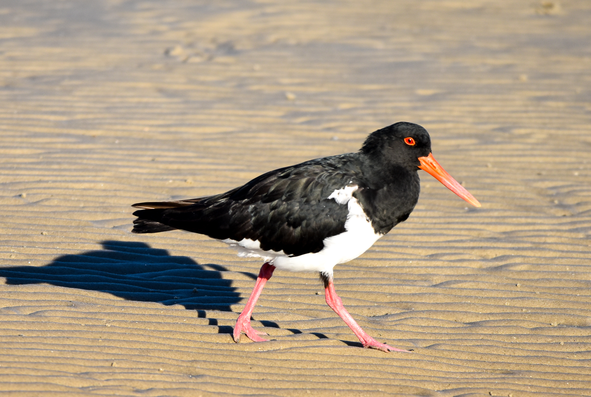 Pied Oystercatcher