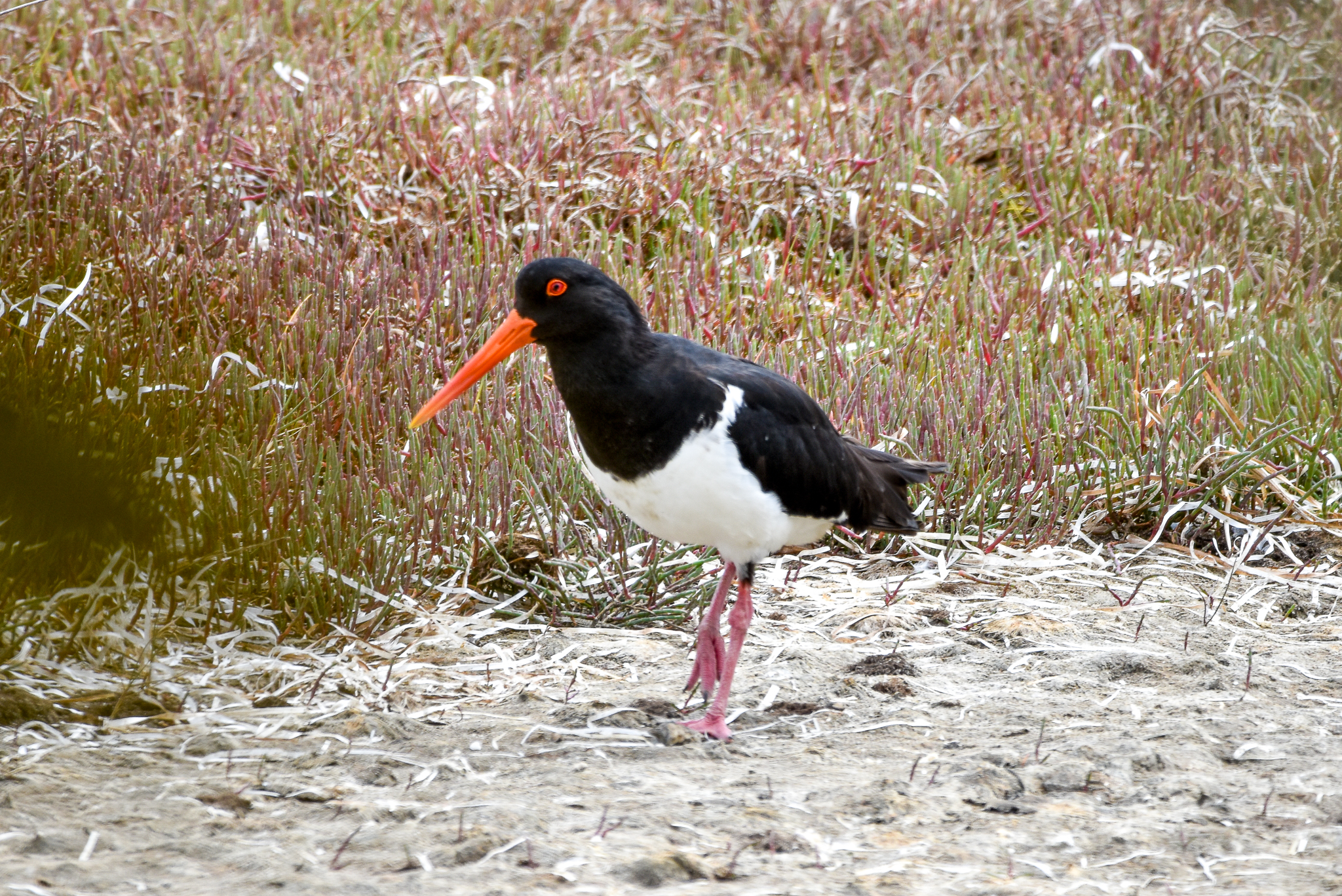 Pied Oystercatcher