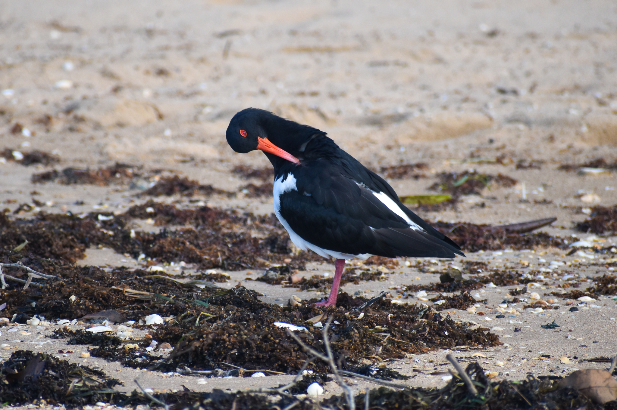 Pied Oystercatcher