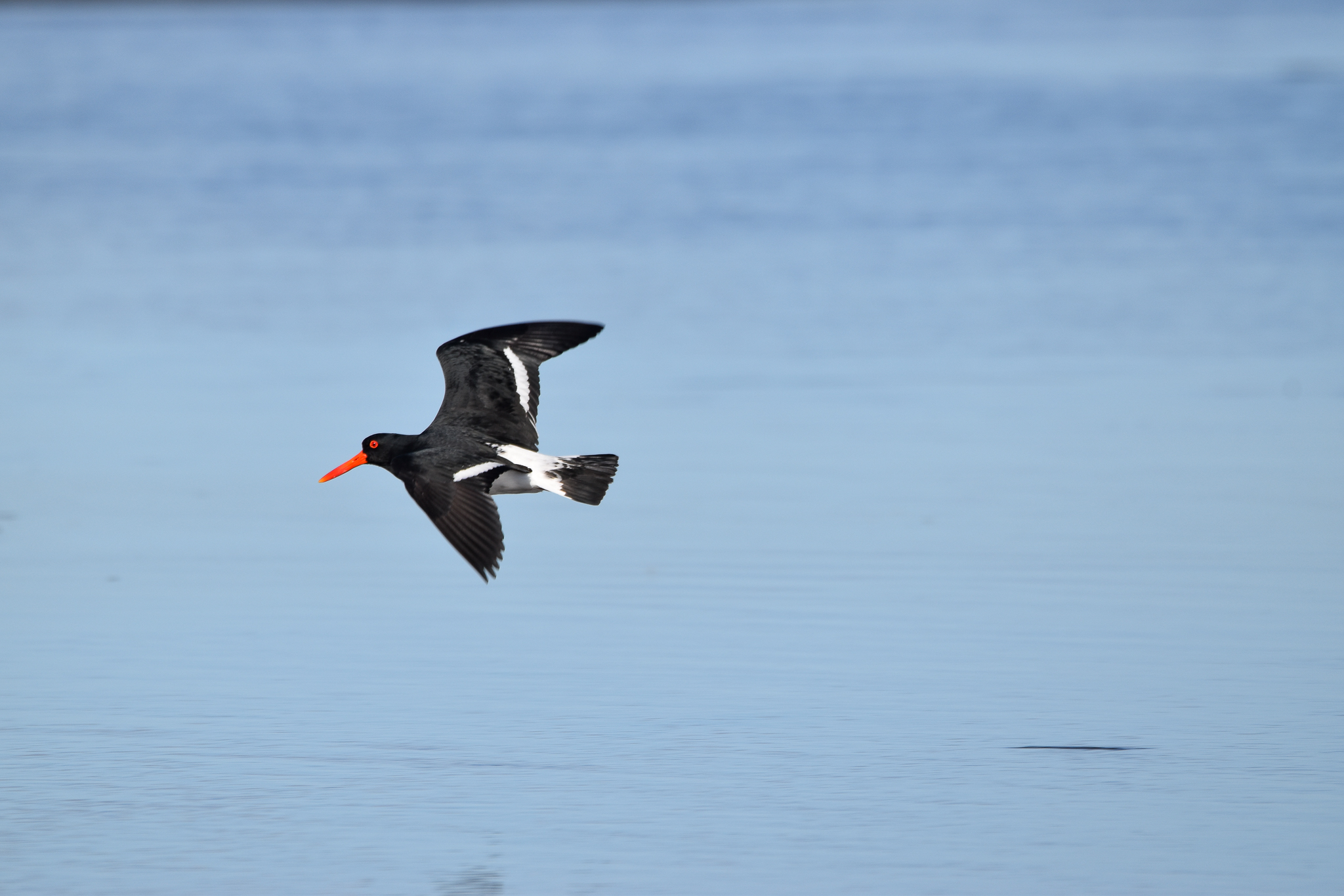 Pied Oystercatcher