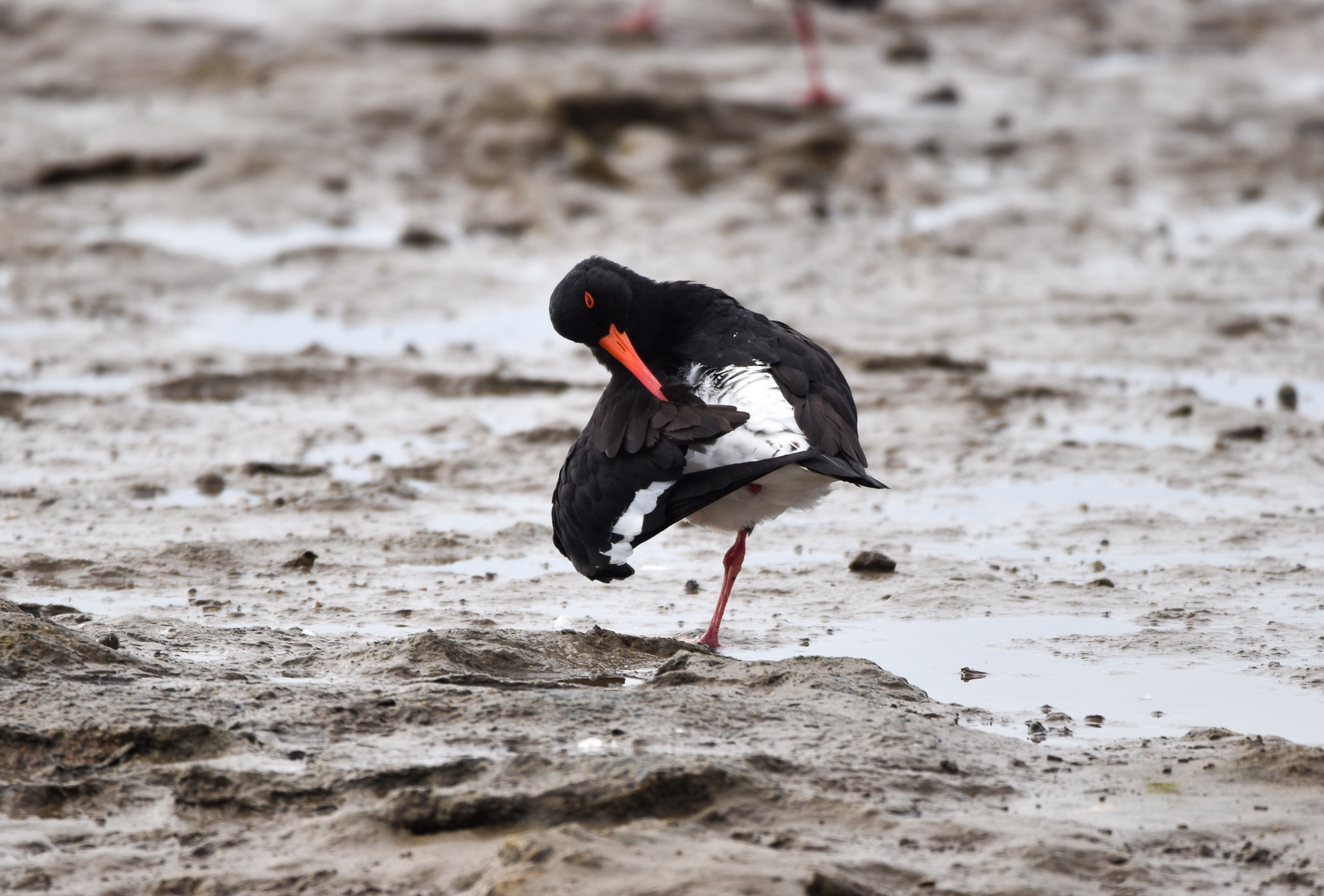Pied Oystercatcher