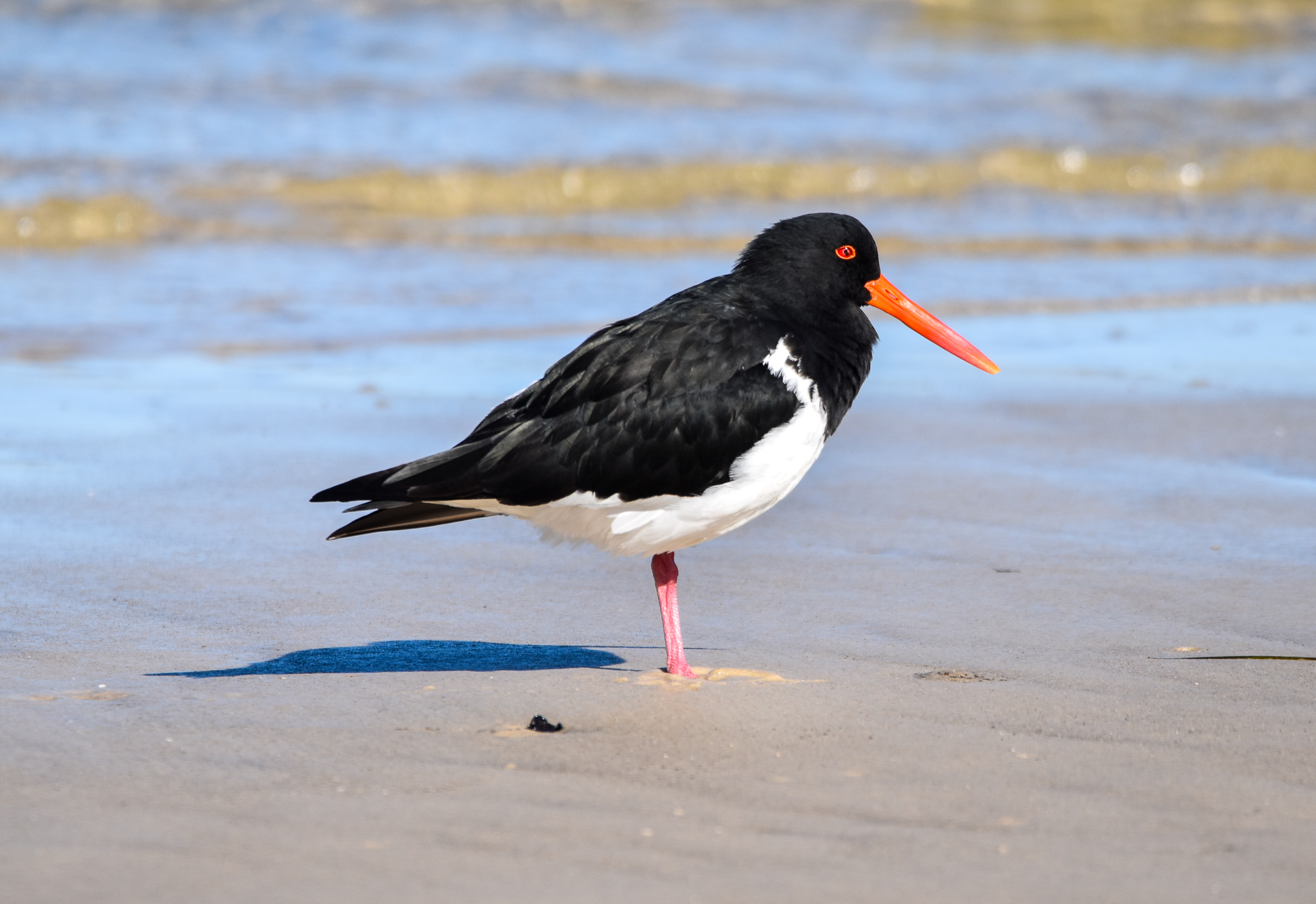 Pied Oystercatcher