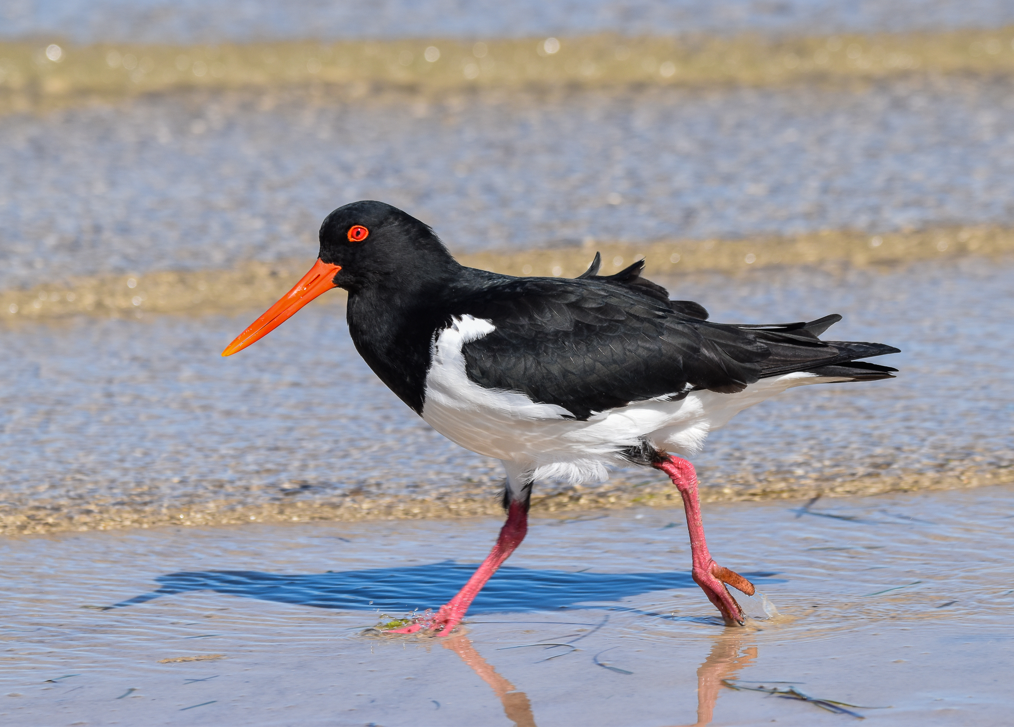 Pied Oystercatcher