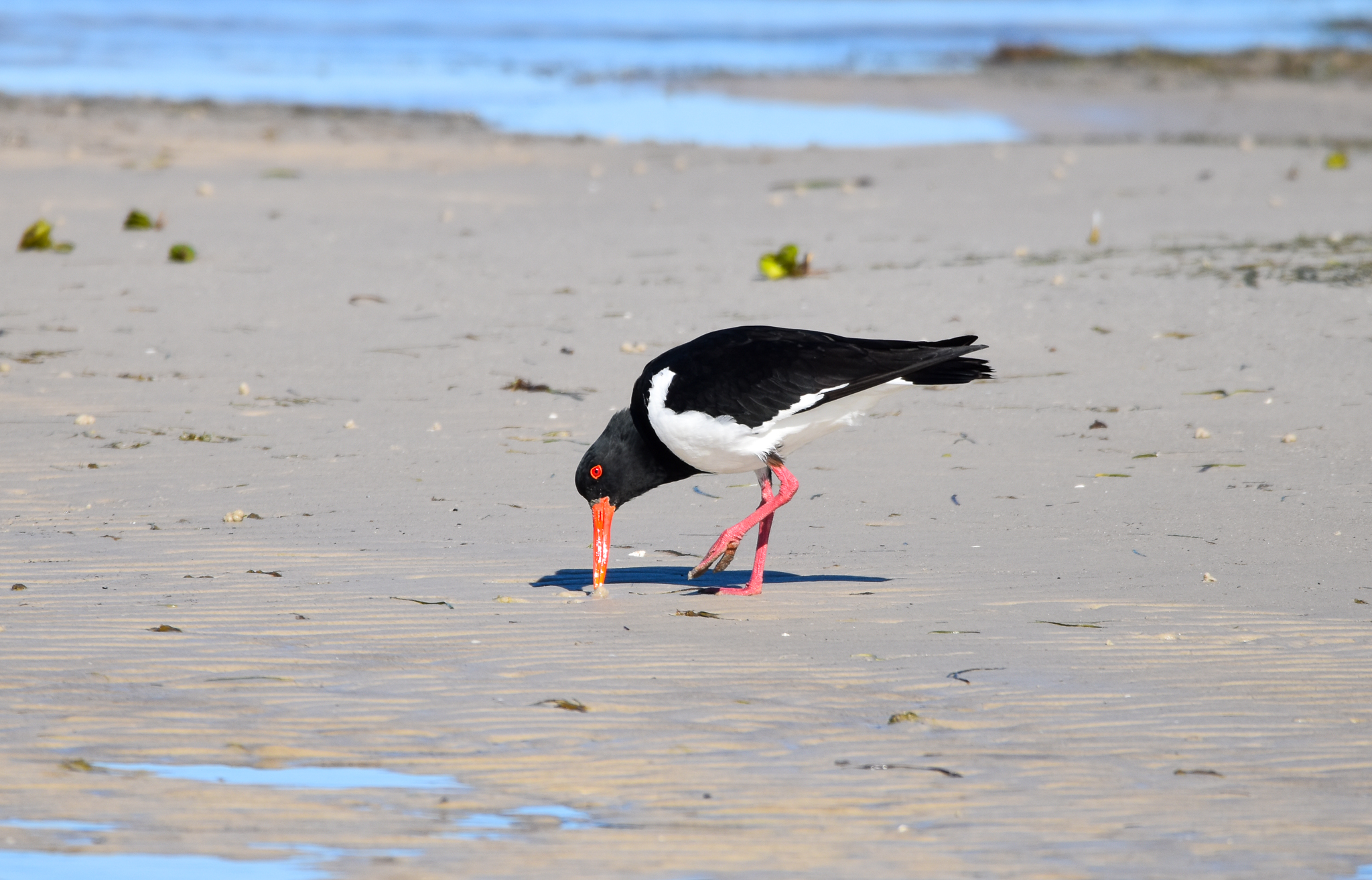 Pied Oystercatcher