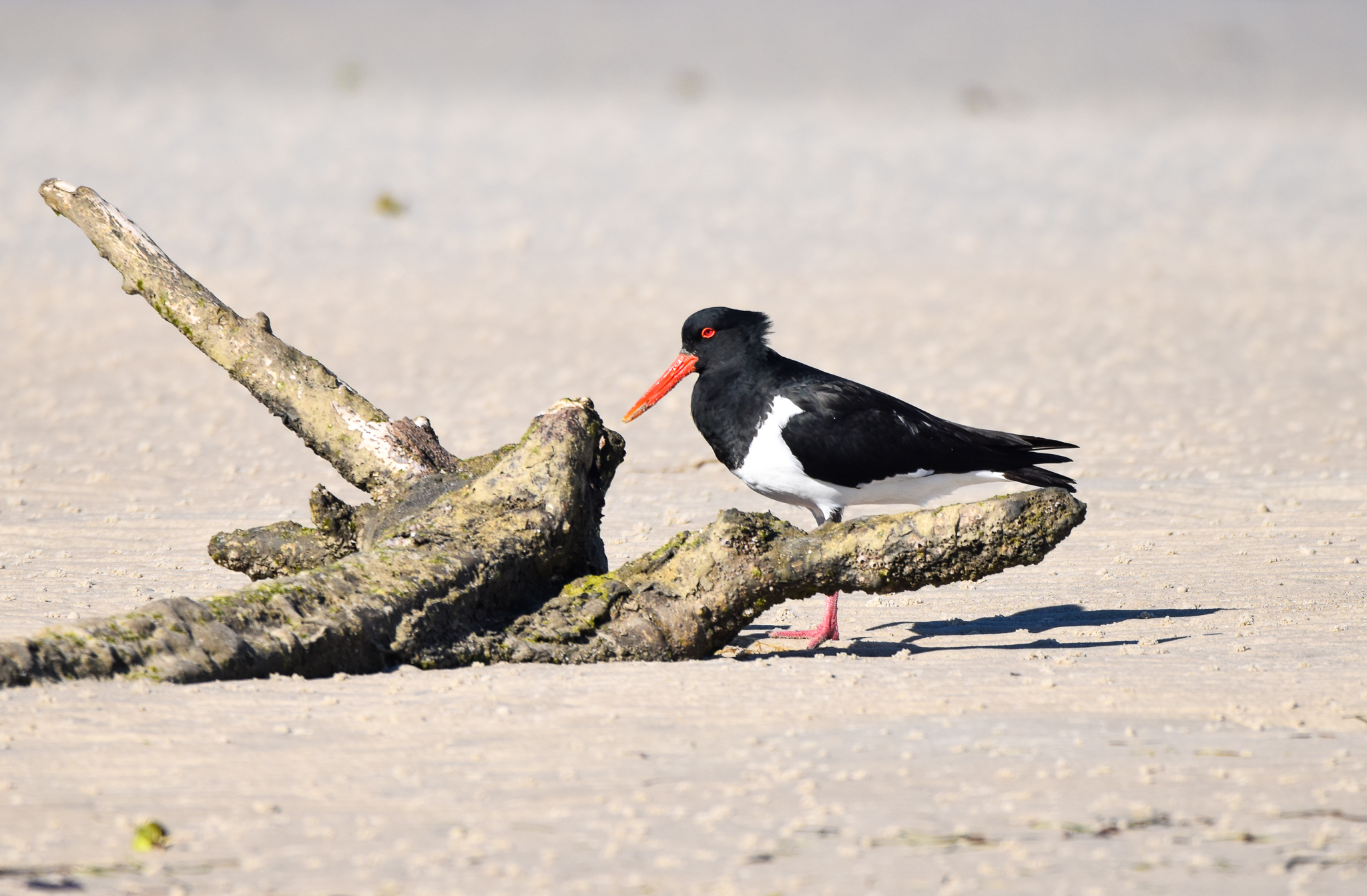 Pied Oystercatcher