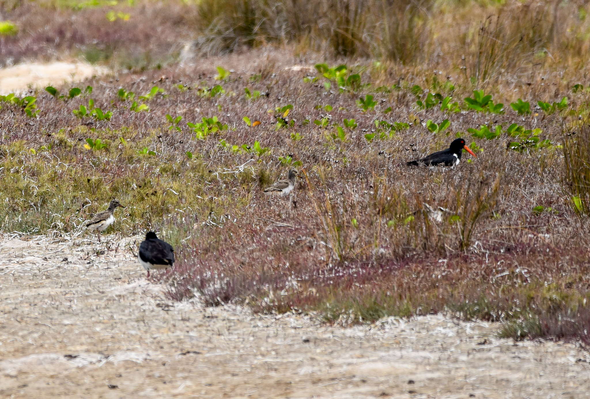 Pied Oystercatchers (with two chicks!)