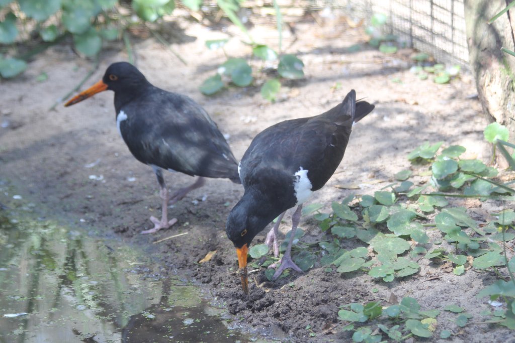 Pied Oystercatchers