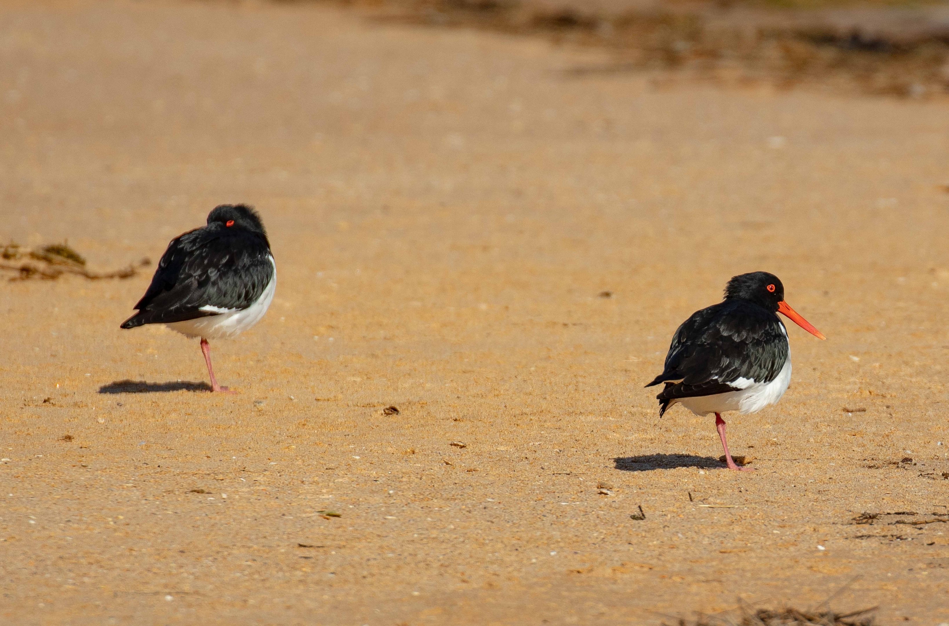 Pied Oystercatchers