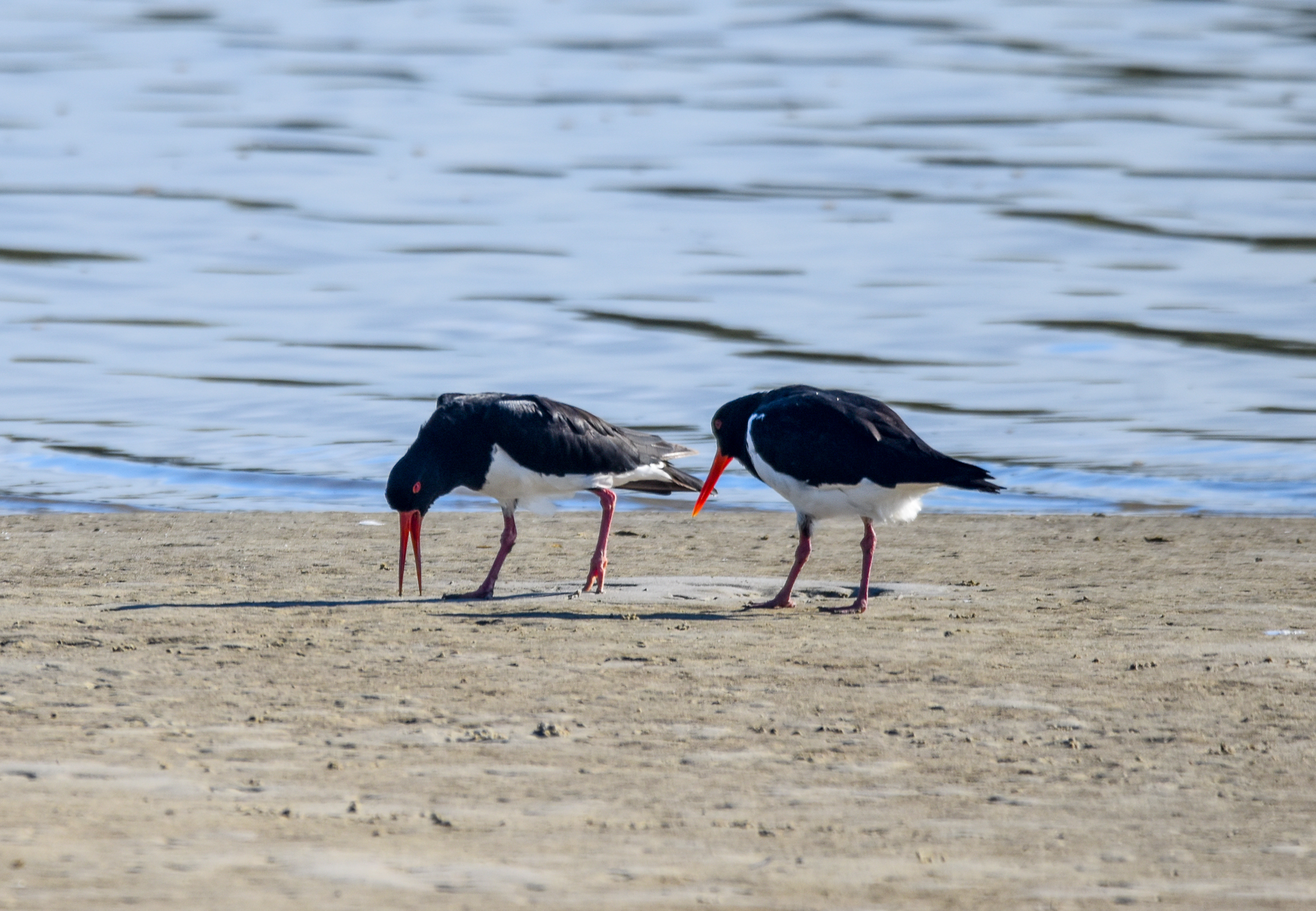 Pied Oystercatchers