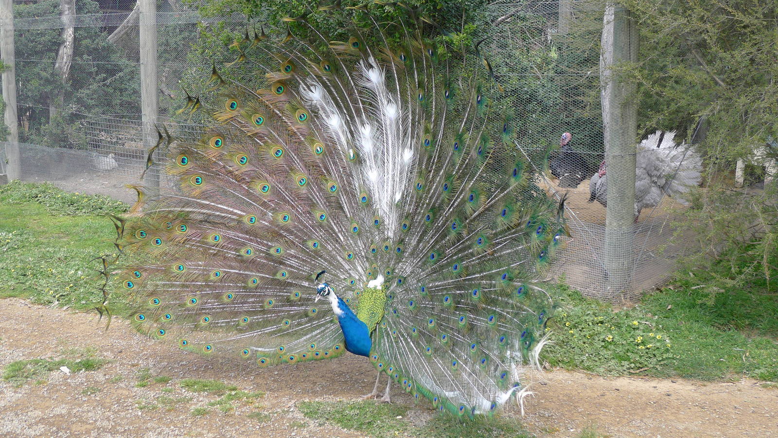 Pied Peacock