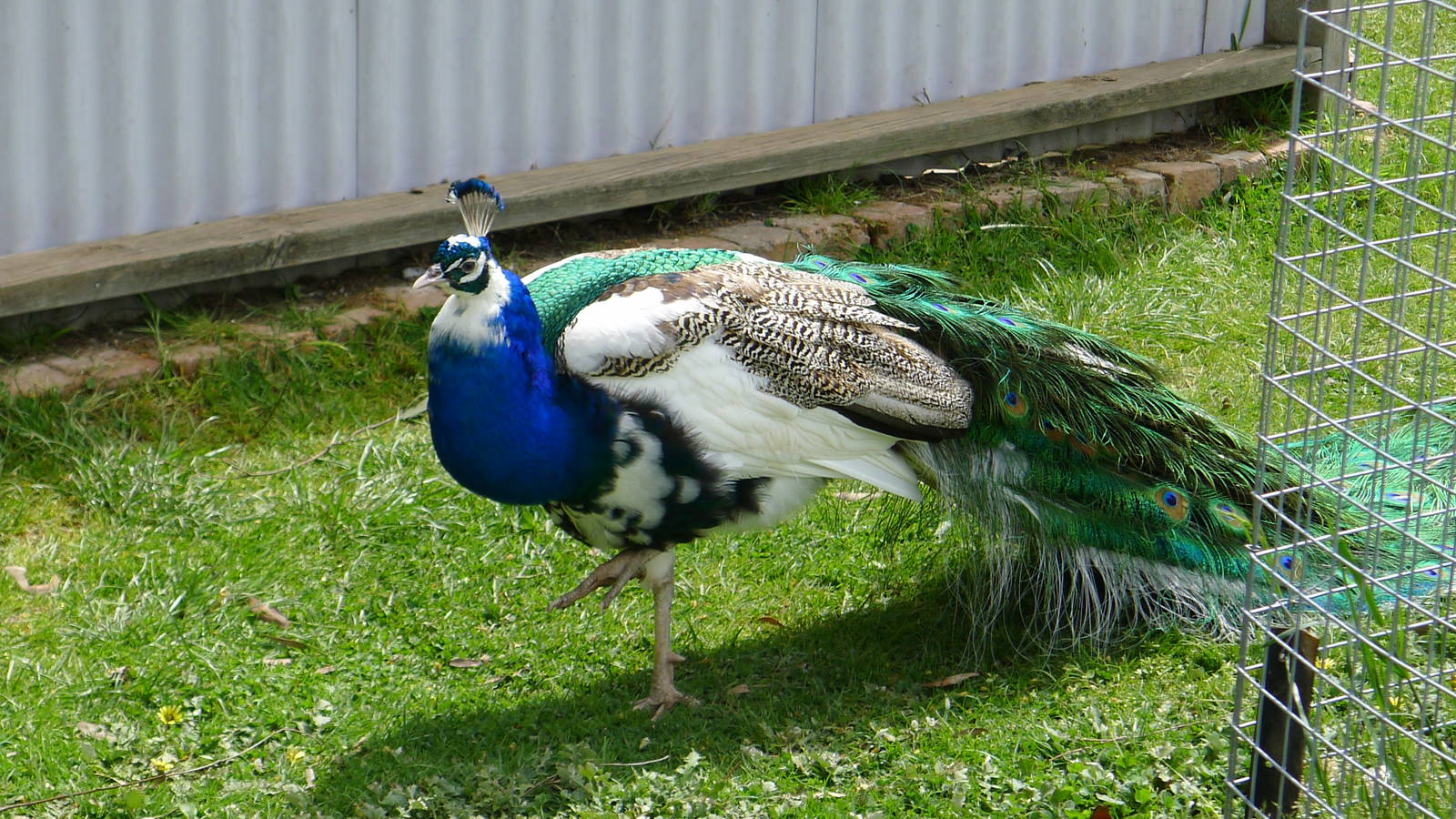 Pied Peacock