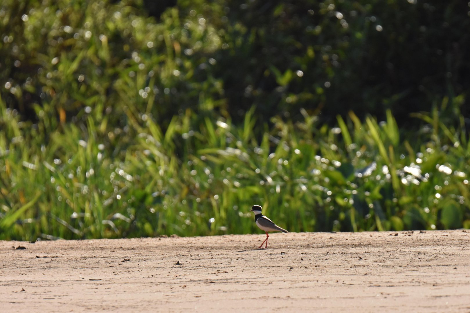 Pied Plover (Vanellus cayanus)