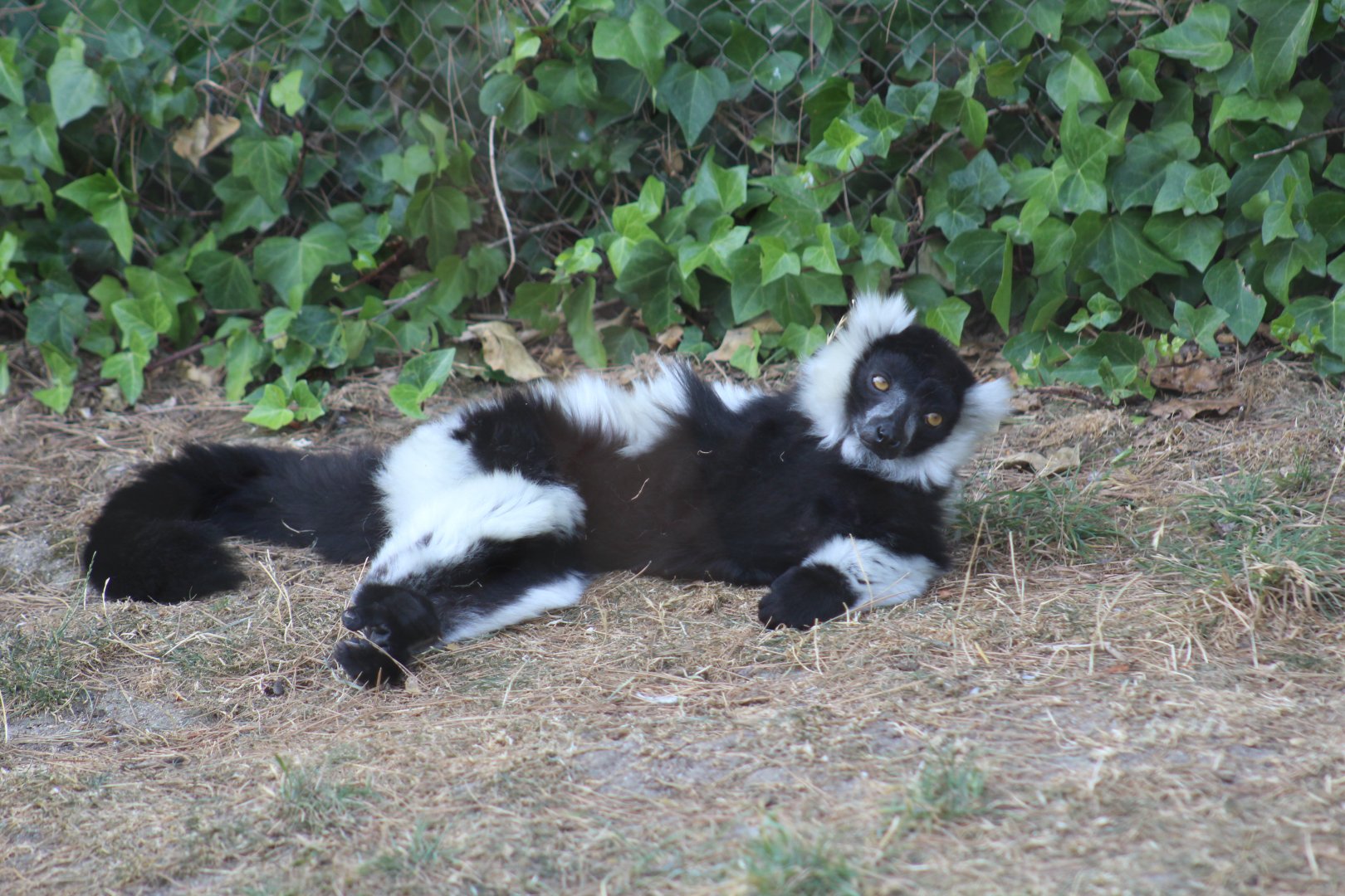 Pied Ruffed Lemur