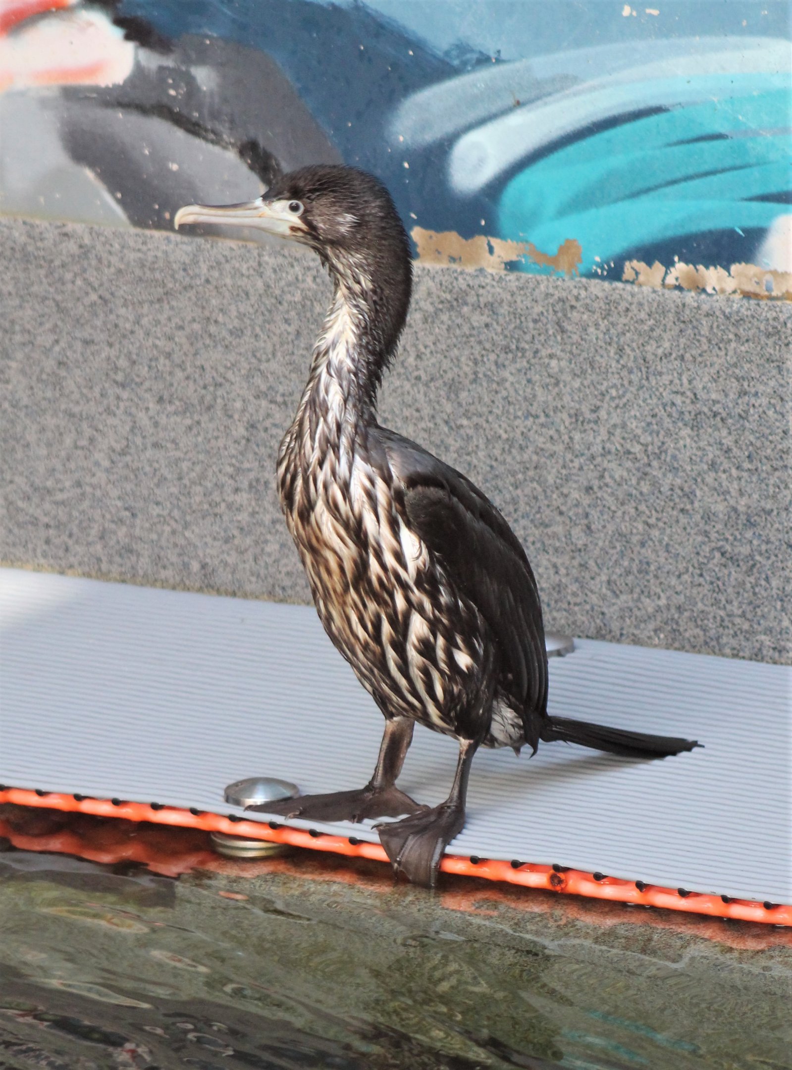 Pied Shag (Phalacrocorax varius) juvenile