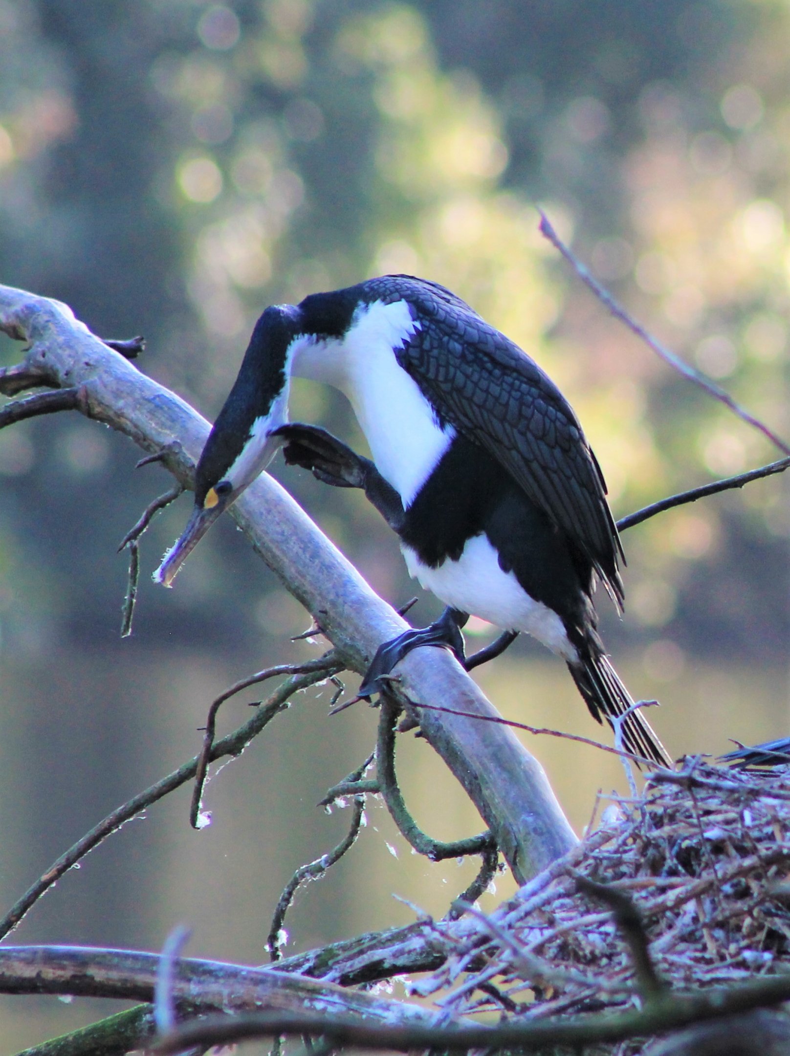 Pied Shag (Phalacrocorax varius) scratching
