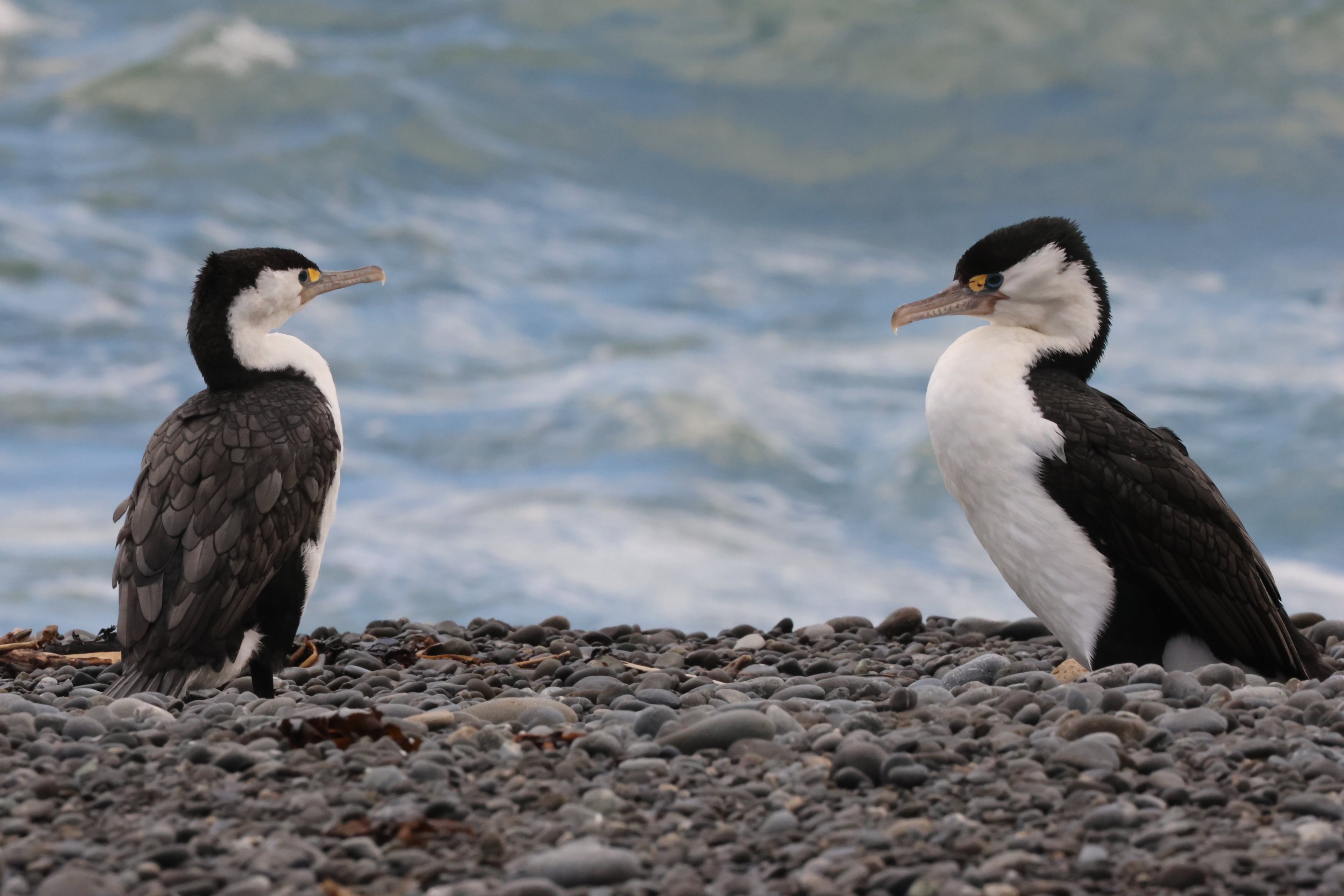 Pied Shag (Phalacrocorax varius varius) duo, Pencarrow Coast Road (Lower Hutt, Wellington)