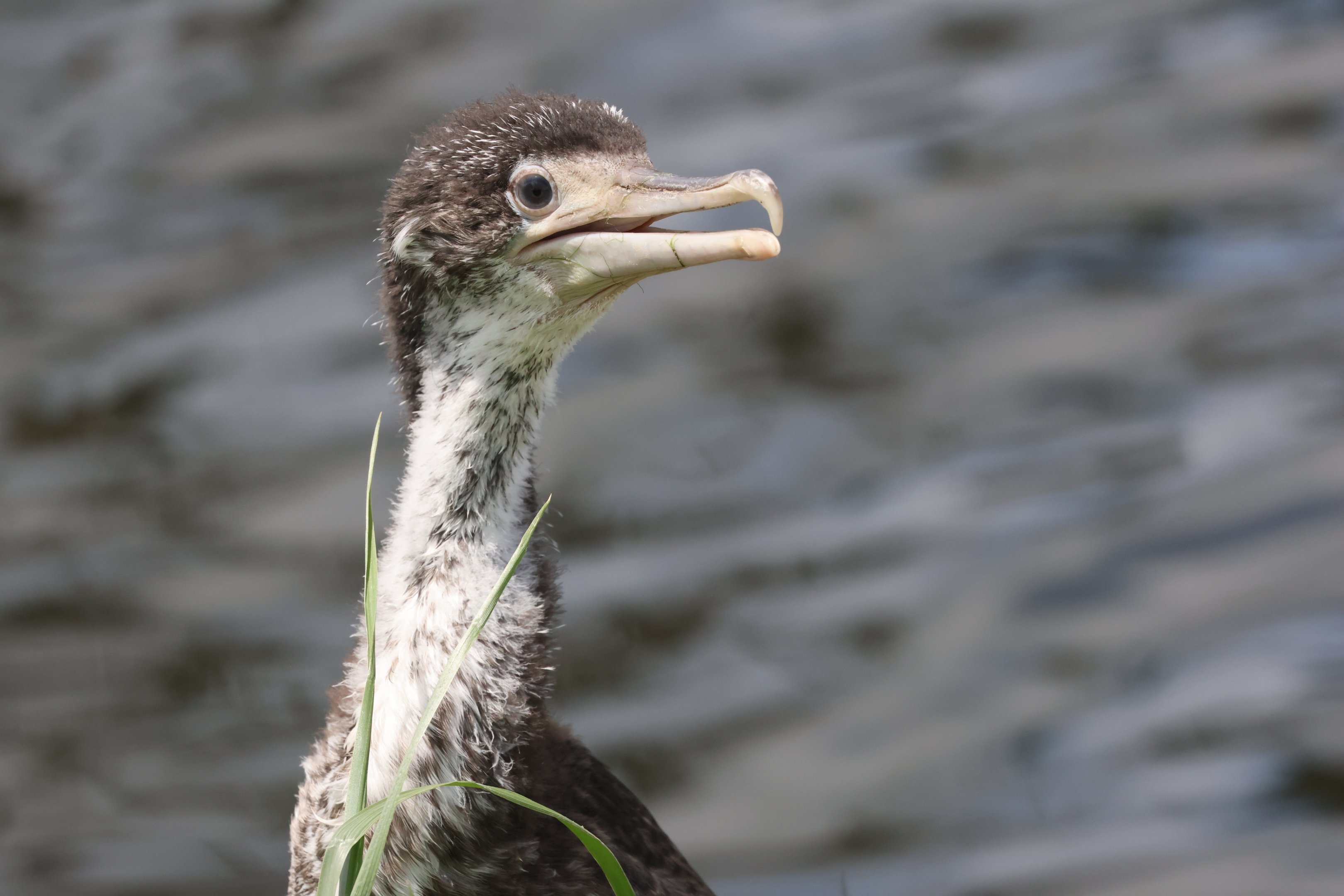 Pied Shag (Phalacrocorax varius varius) fledgling, Waimanu Lagoons Reserve (Waikanae, Wellington)