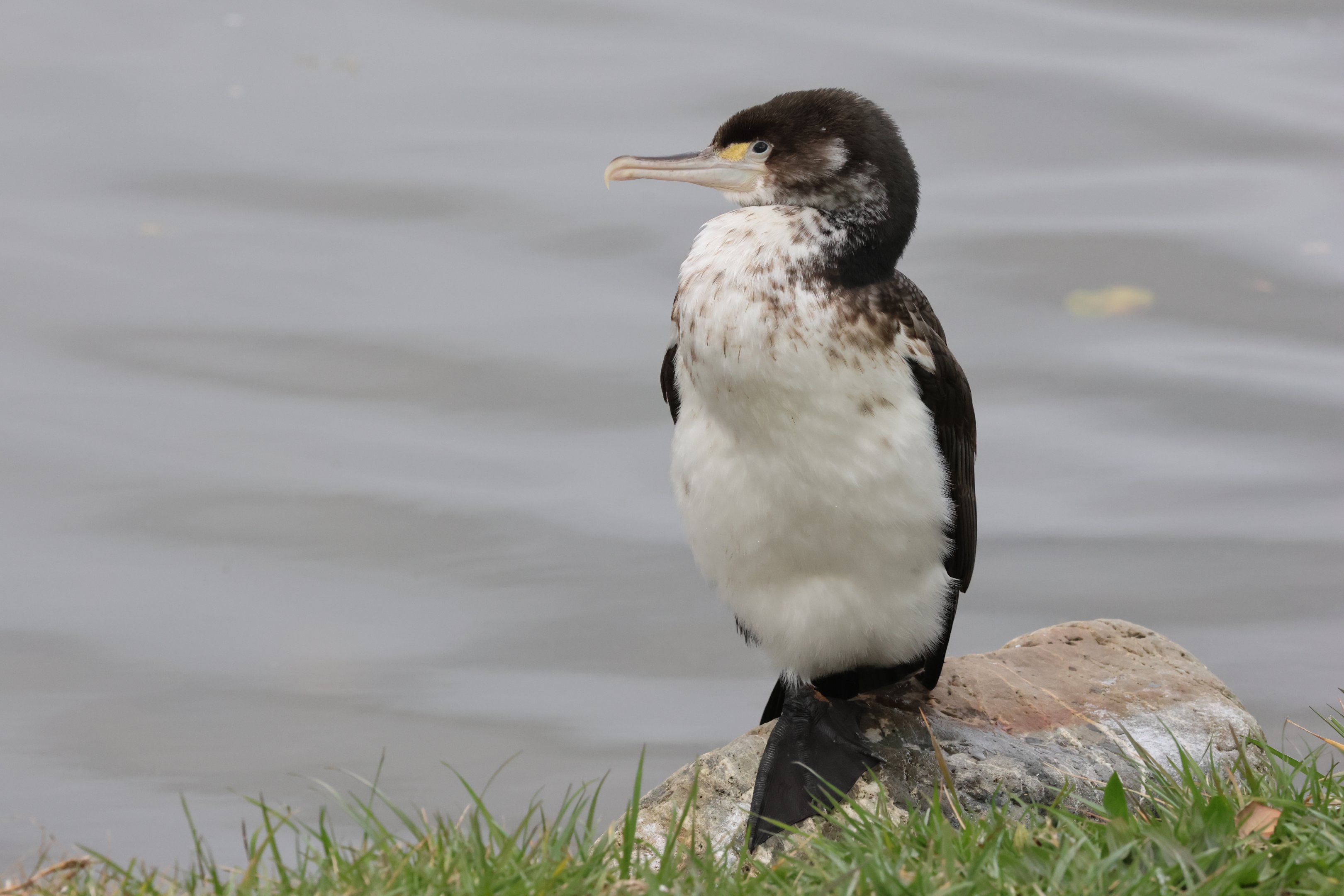 Pied Shag (Phalacrocorax varius varius) juvenile, Waimanu Lagoons Reserve (Waikanae, Wellington)