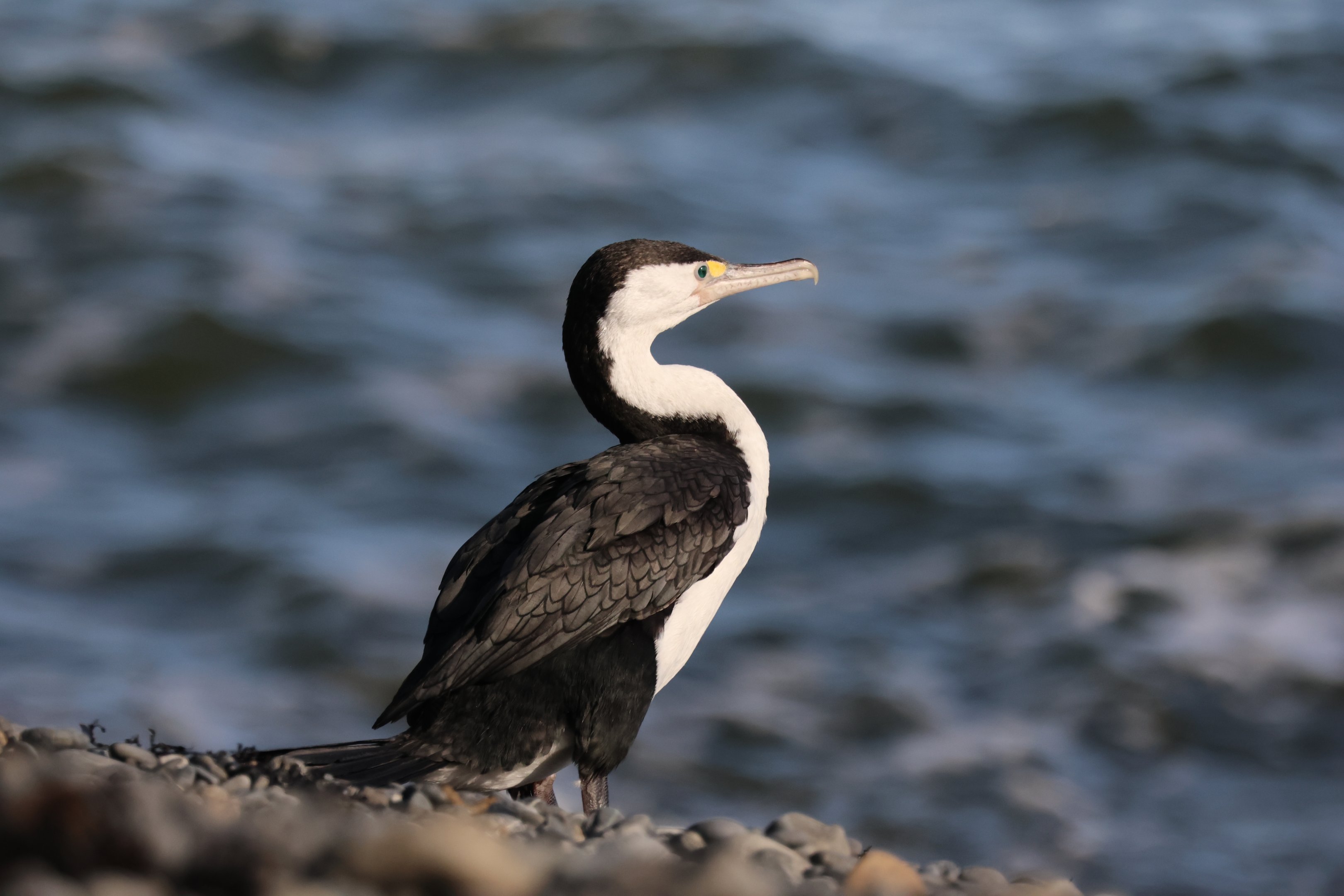 Pied Shag (Phalacrocorax varius varius), Pencarrow Coast Road (Lower Hutt, Wellington)