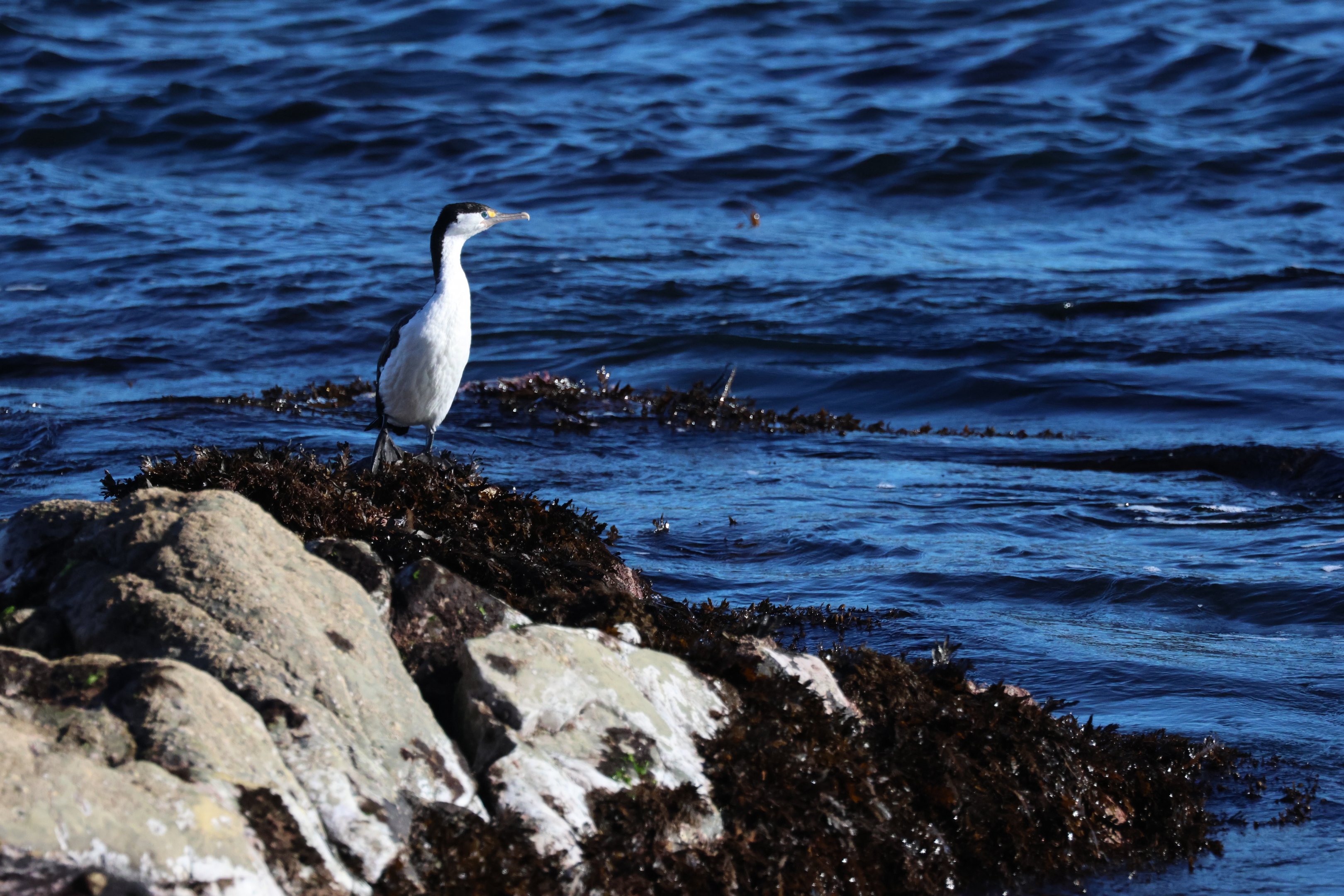 Pied Shag (Phalacrocorax varius varius), Pencarrow Coast Road (Lower Hutt, Wellington)
