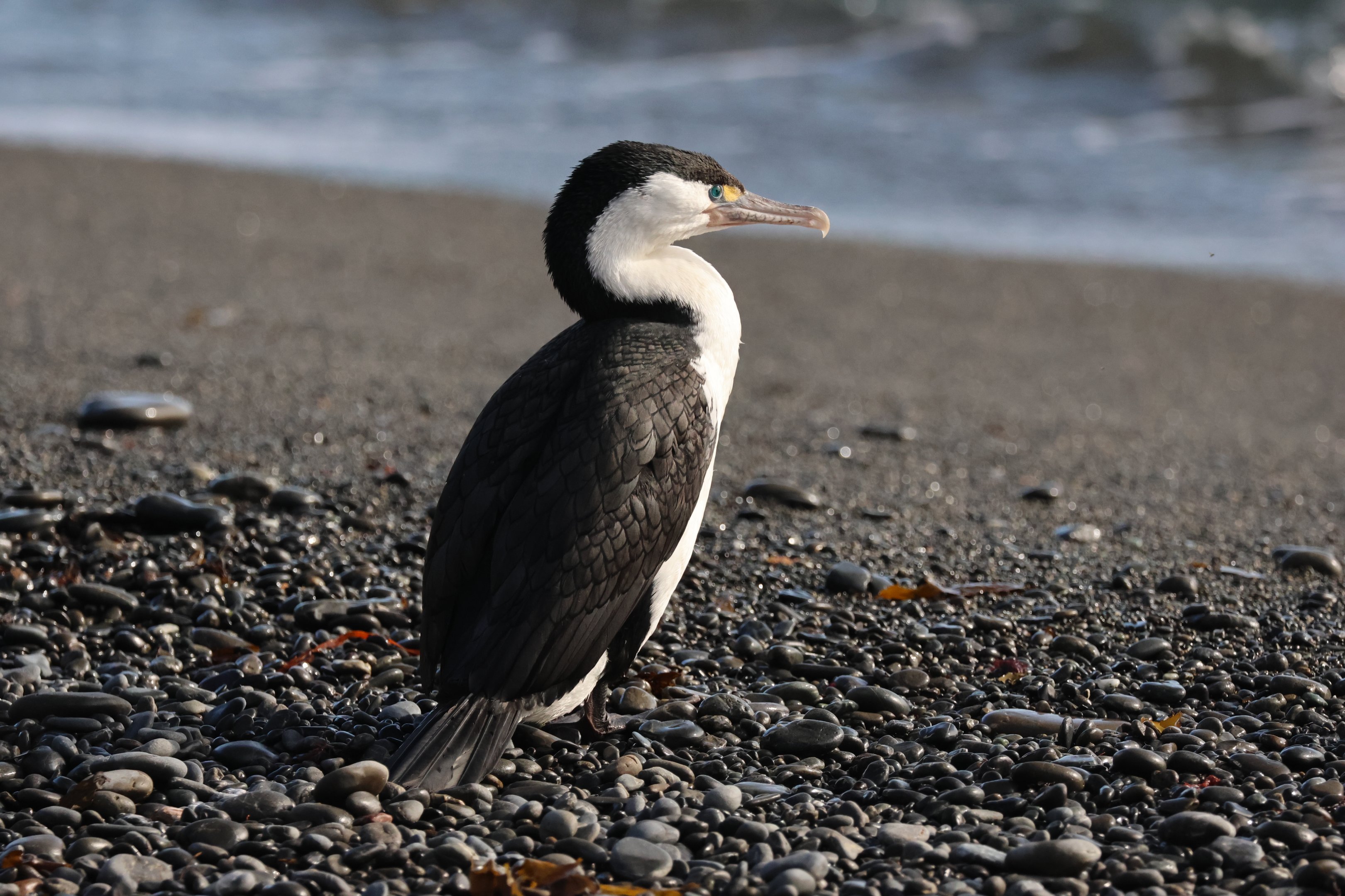 Pied Shag (Phalacrocorax varius varius), Pencarrow Coast Road (Lower Hutt, Wellington)