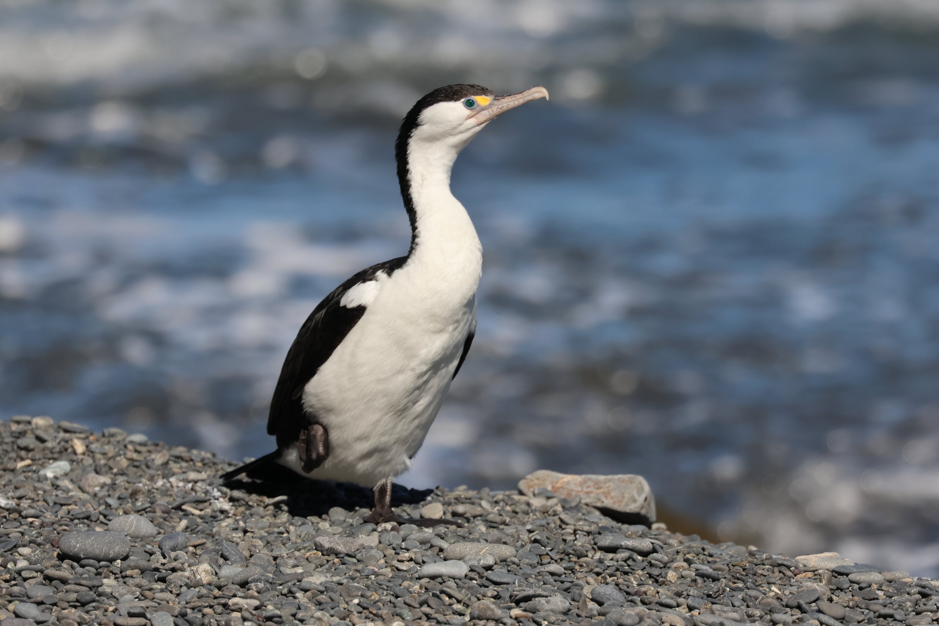 Pied Shag (Phalacrocorax varius varius), Pencarrow Coast Road (Lower Hutt, Wellington)