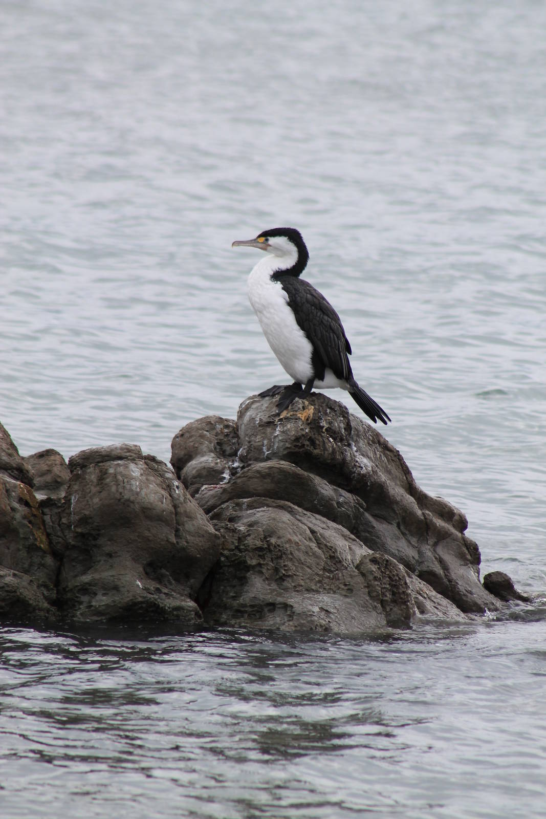 Pied shag (Phalacrocorax varius)
