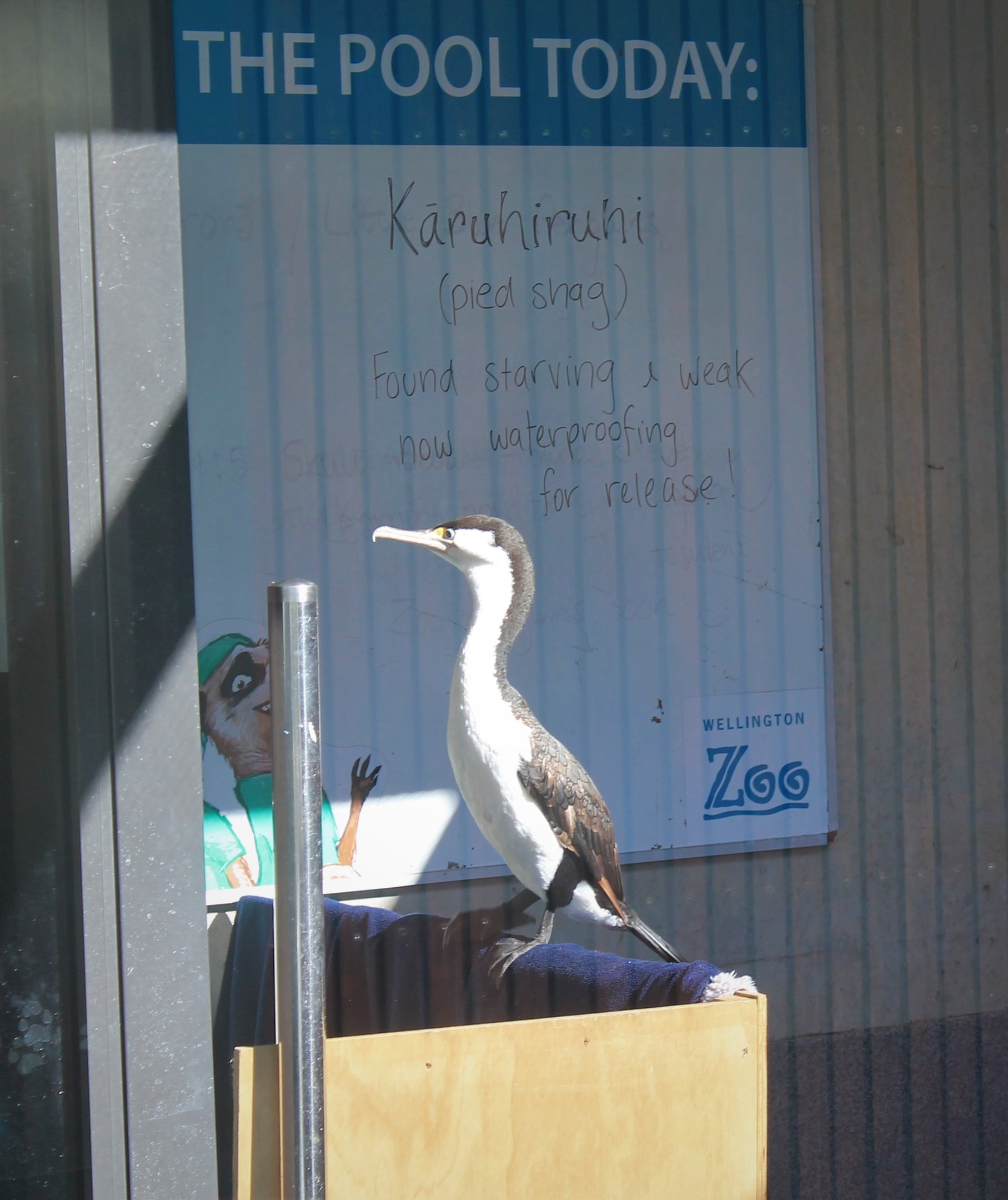 Pied Shag (Phalacrocorax varius)