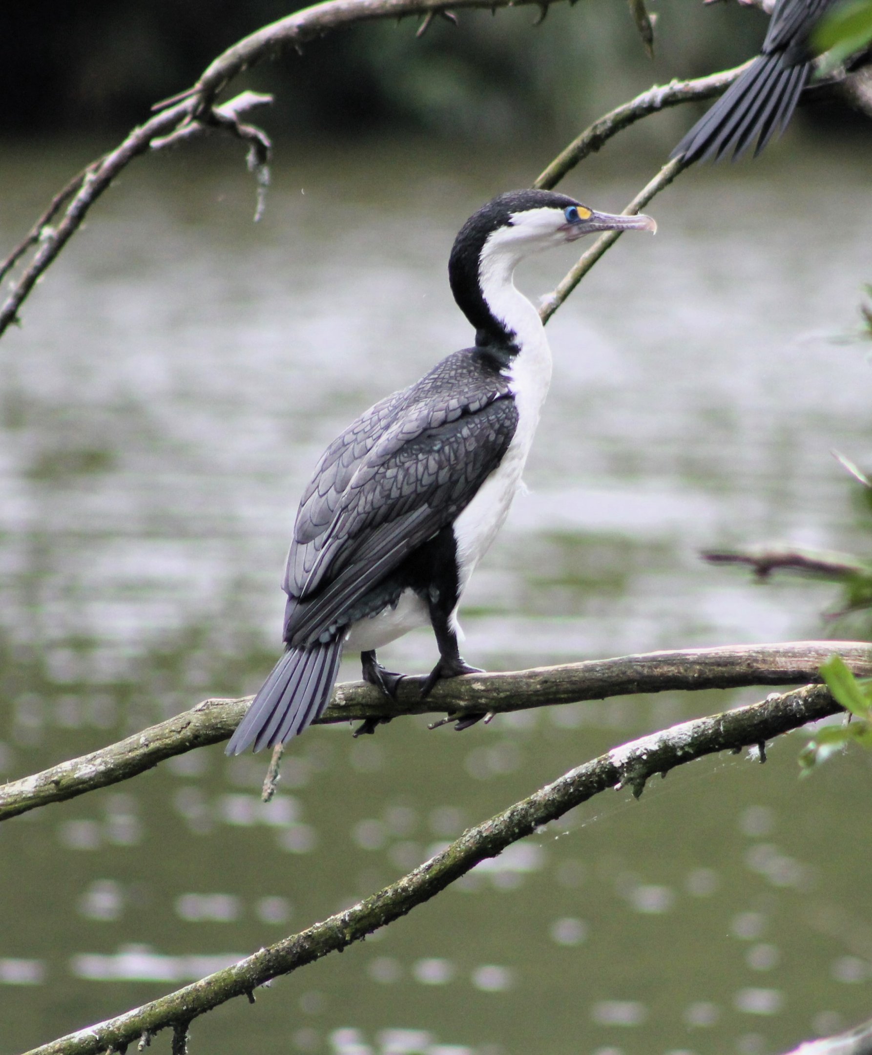 Pied Shag (Phalacrocorax varius)