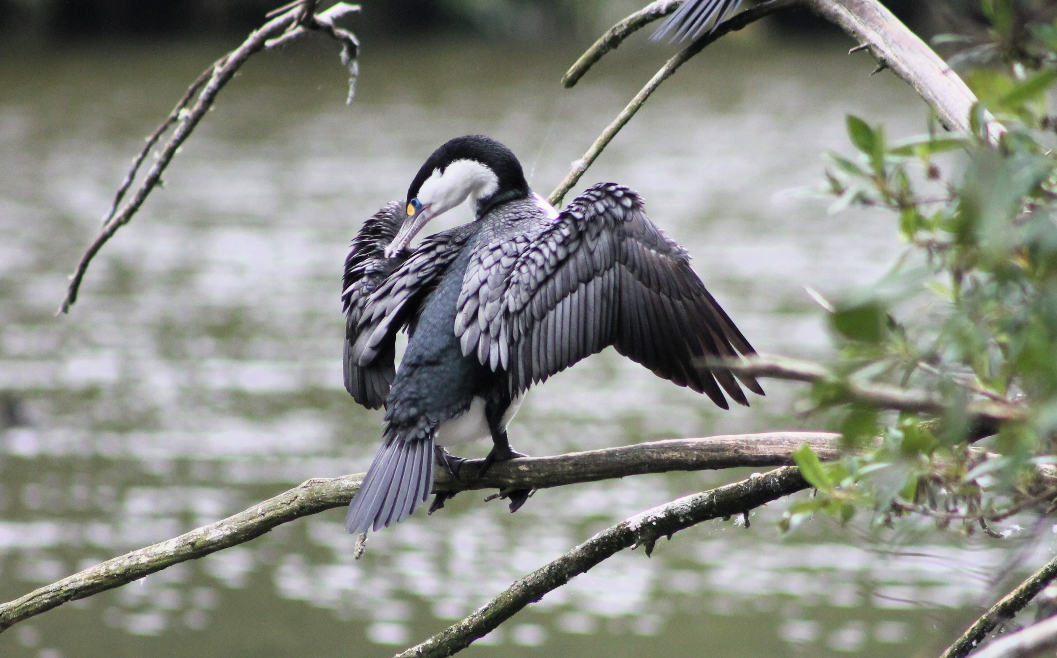 Pied Shag (Phalacrocorax varius)