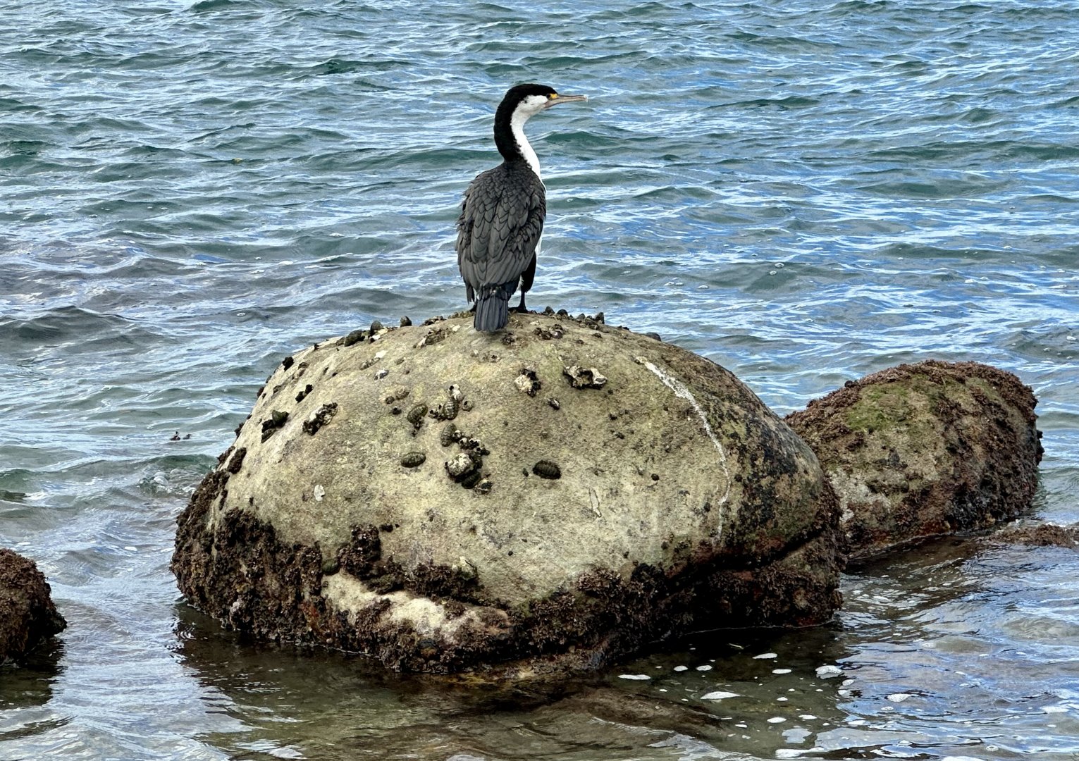 Pied shag (Phalacrocorax varius)