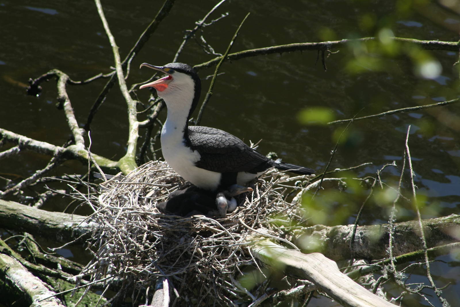 Pied Shag with Chicks